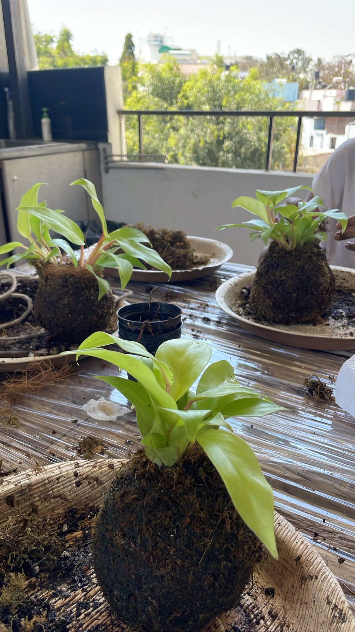 Kokedama Workshop