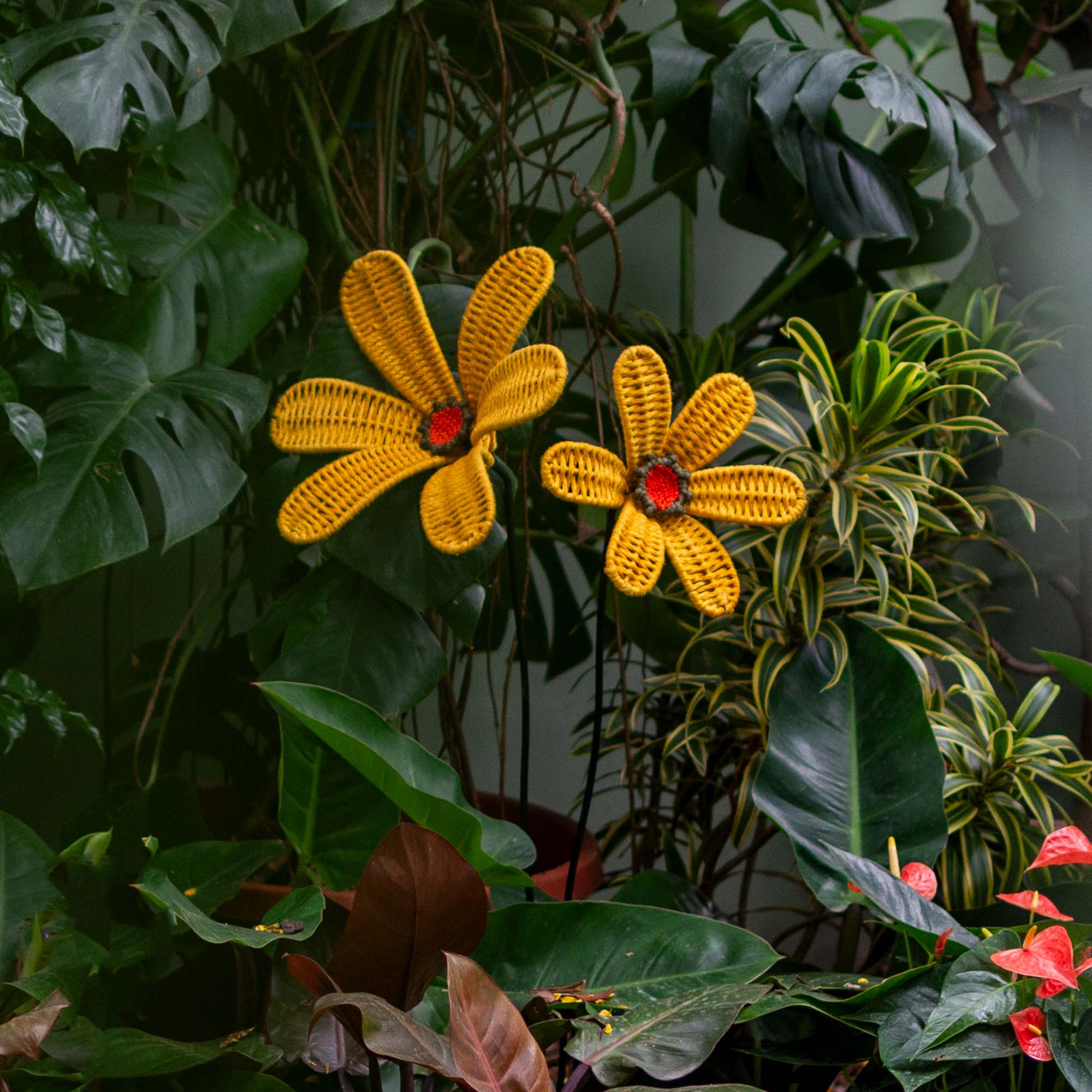 Bloom Patio Marigold Flower Classic