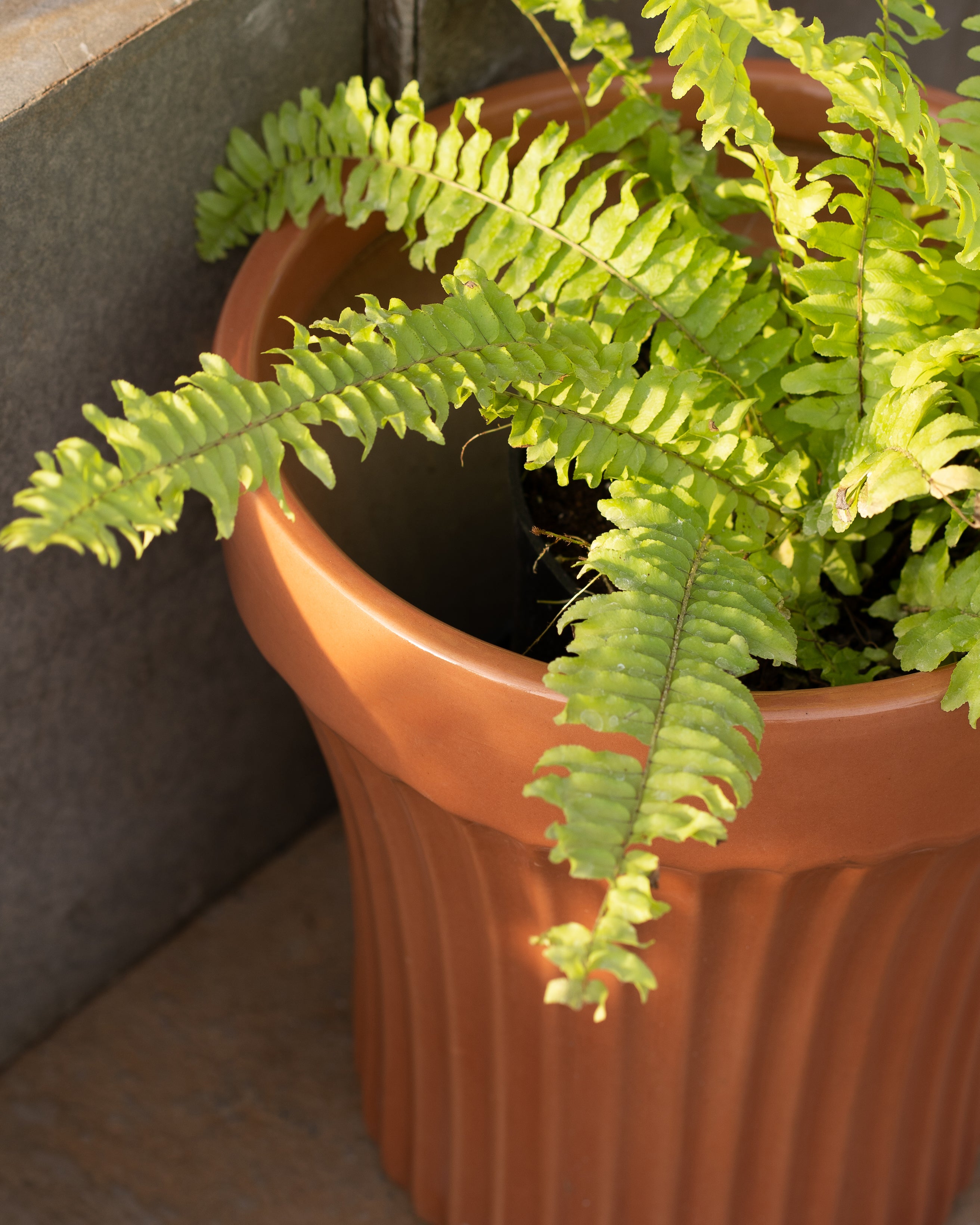 Charcoal Reality Coral Pink Planter