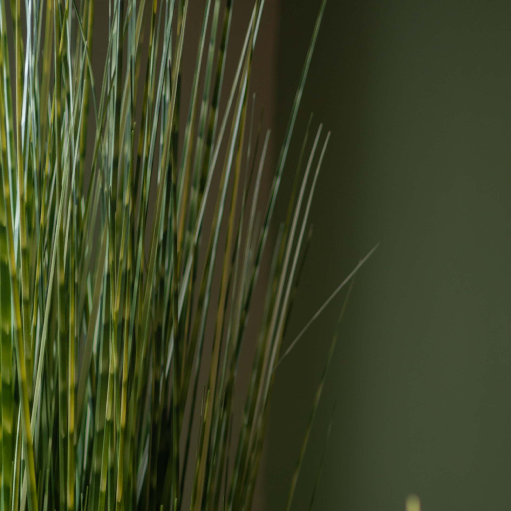 Faux Zebra Grass With Pot - 5 Feet