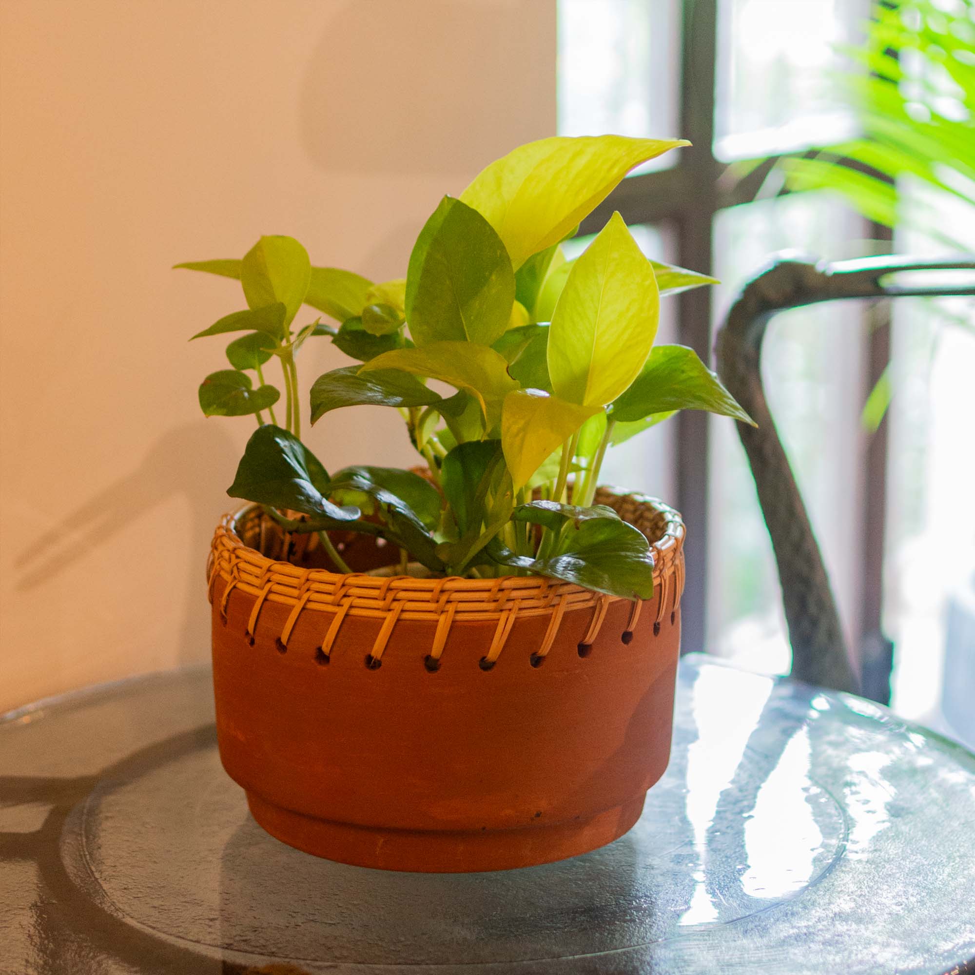 Terracotta Stout Planter with Rattan Weave - Small