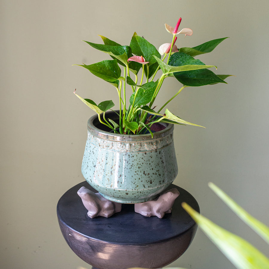 Frog Foot Pot Accessory