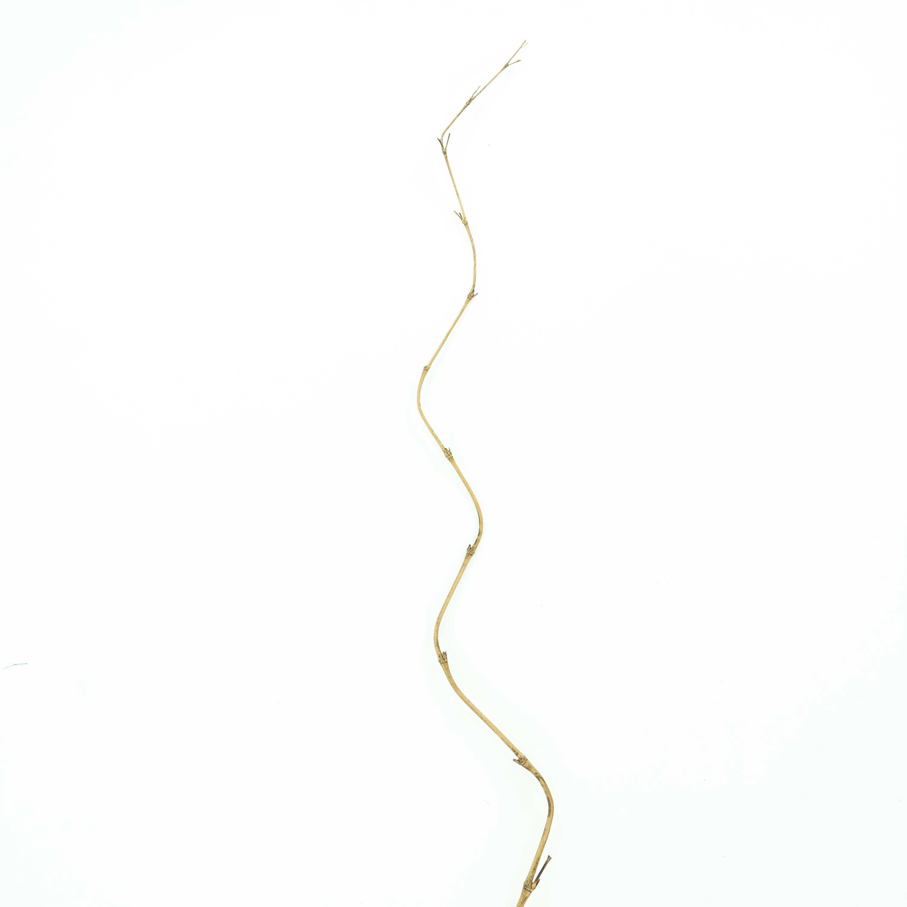 Bamboo Stick