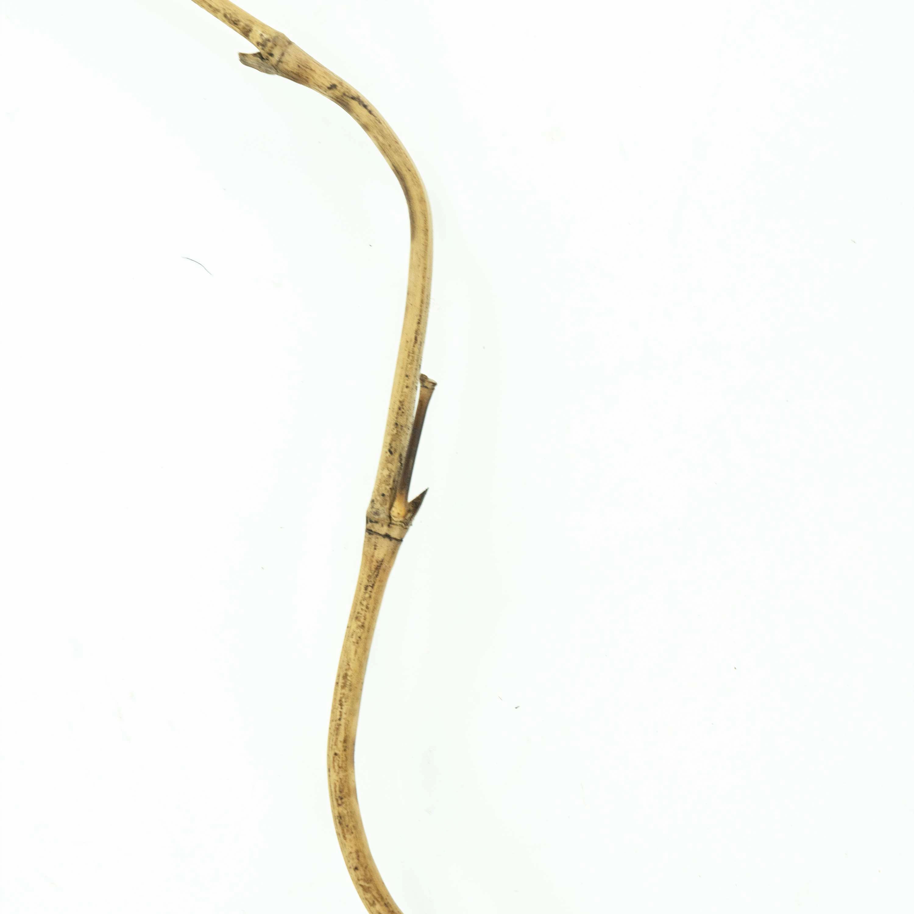 Bamboo Stick