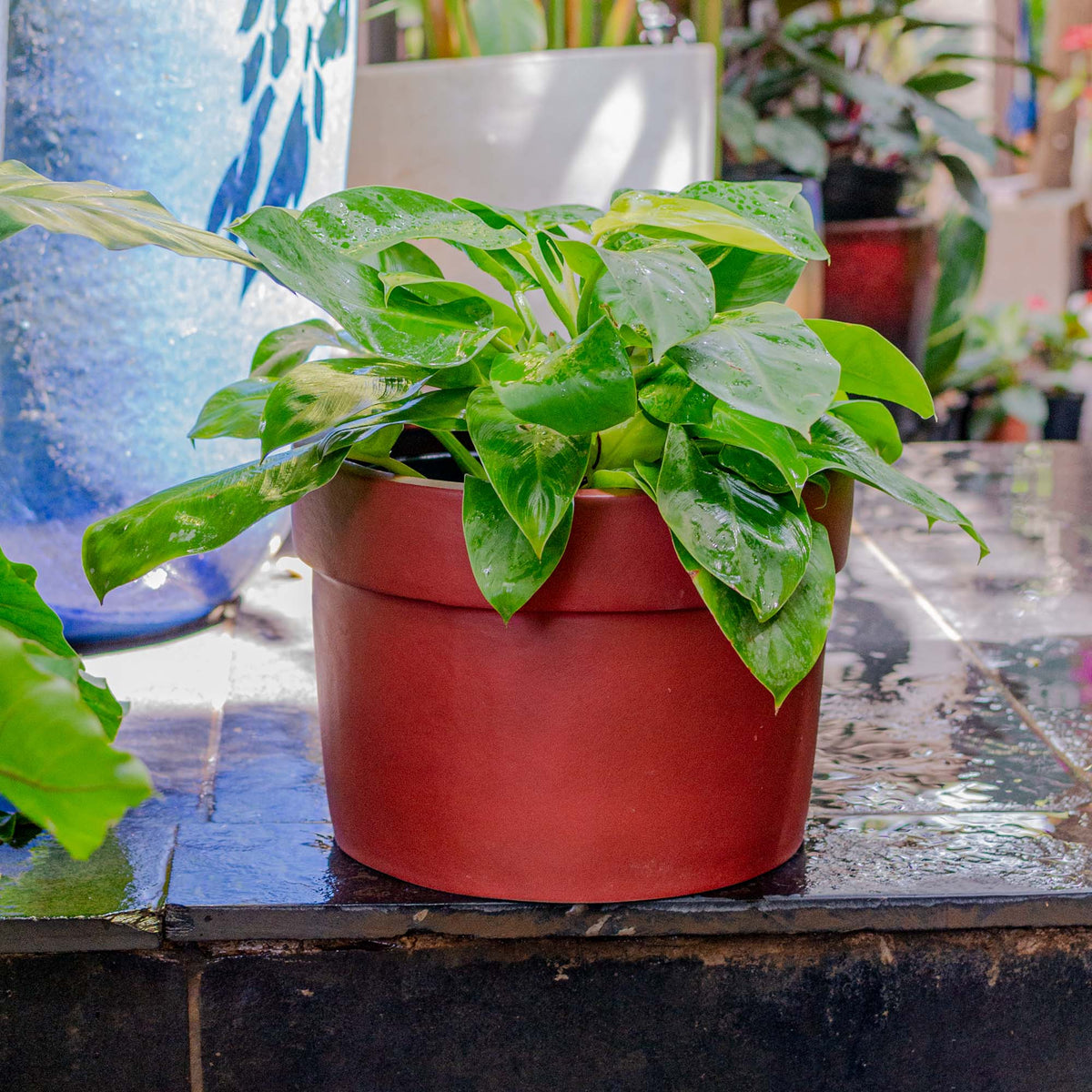 Solid FRP Brown Pot