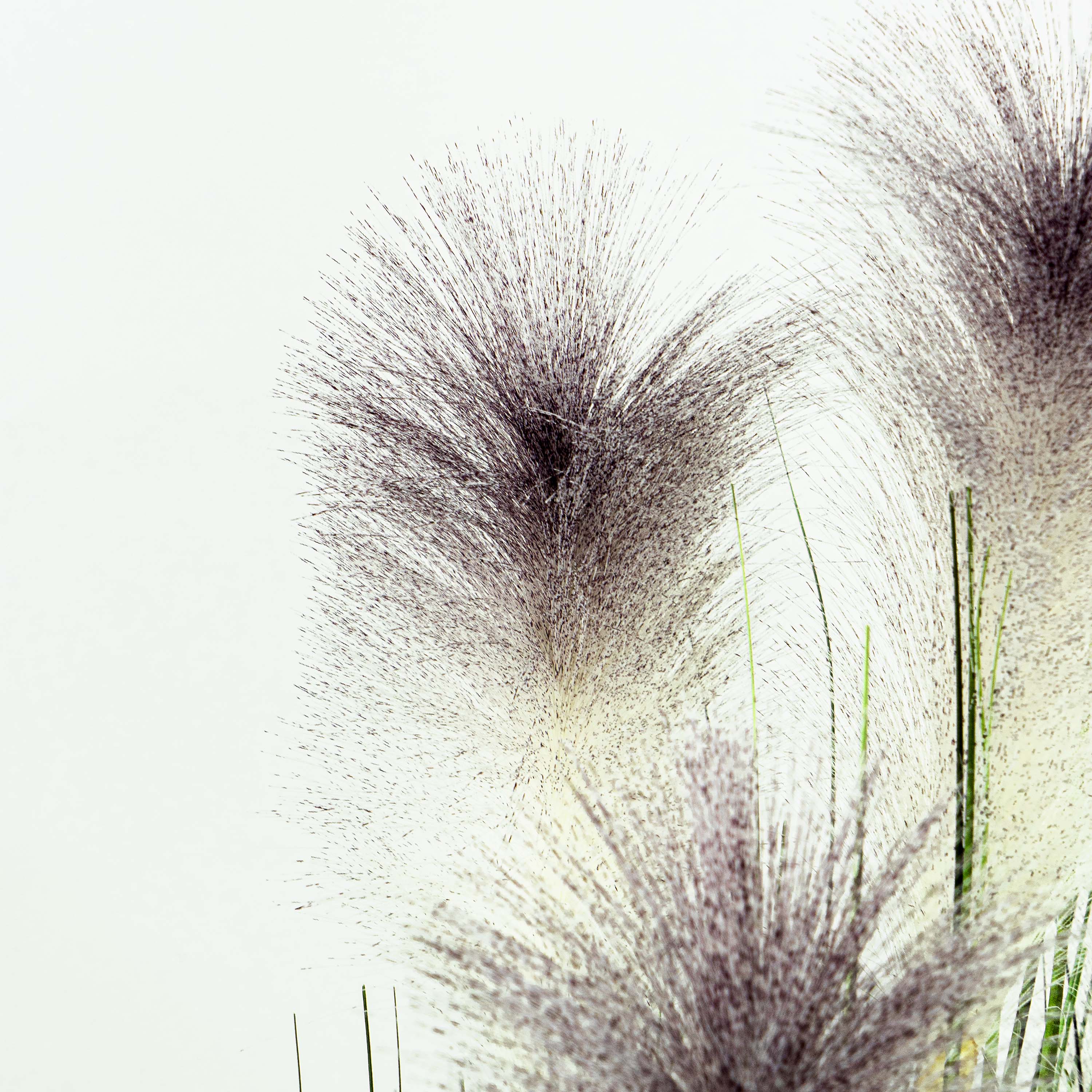 Faux Reed Grass With Pot - 3.5 Feet