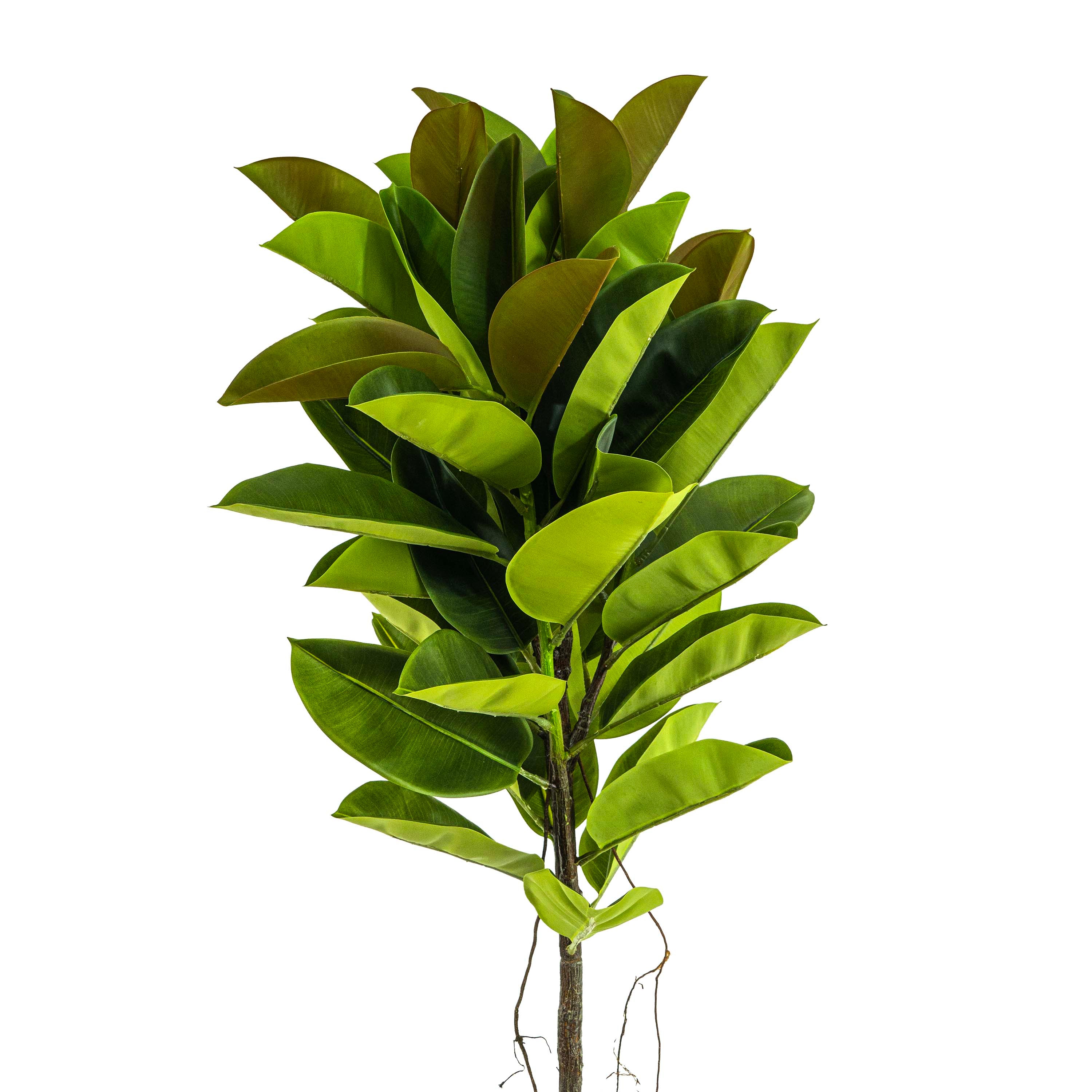 Faux Rubber Tree With Pot - 6 Feet