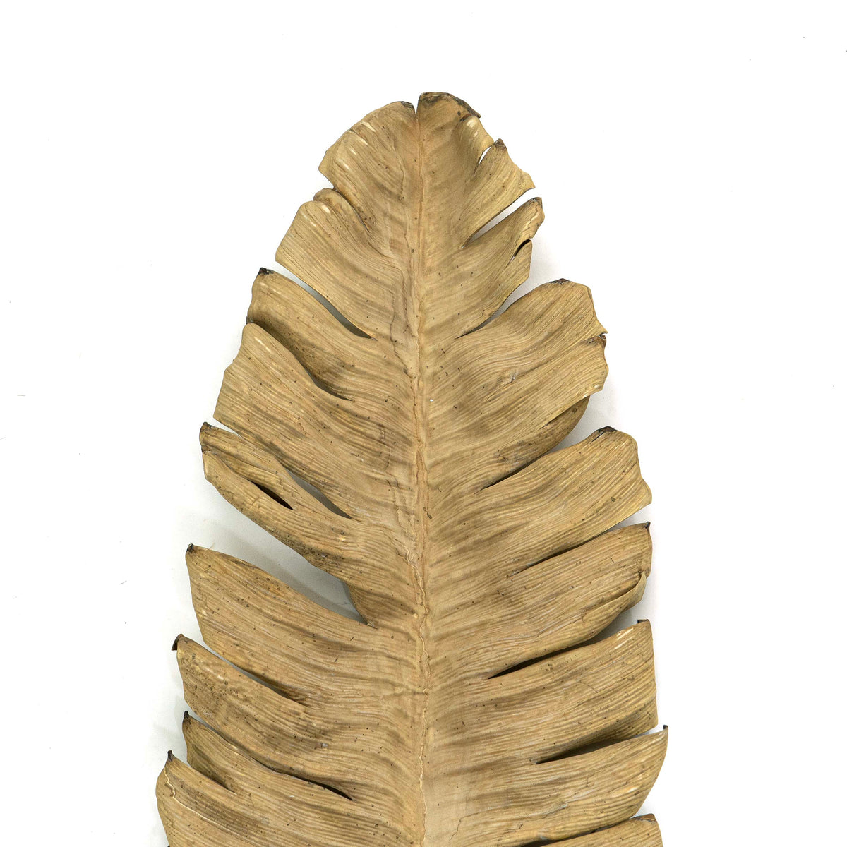 Faux Banana Palm - Beige
