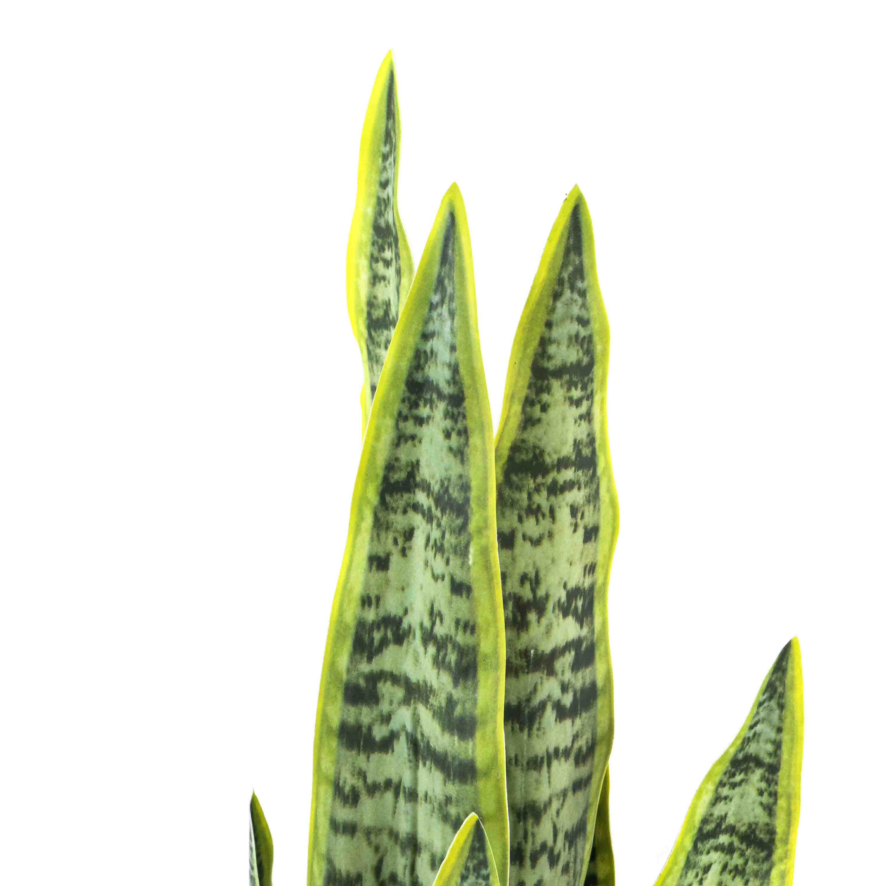Faux Snake Plant Green With Pot