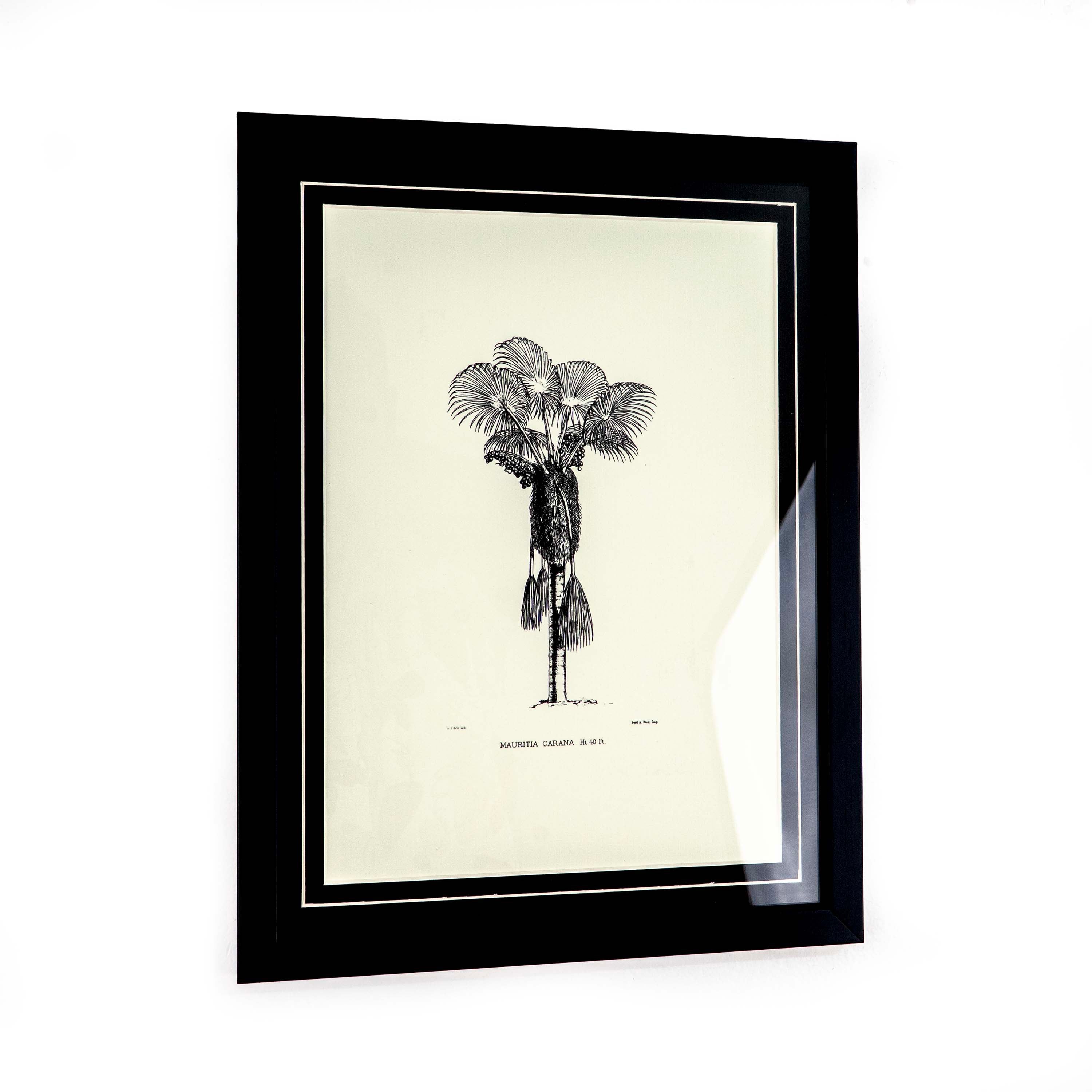 Tropical Print- Mauritia carana Frame