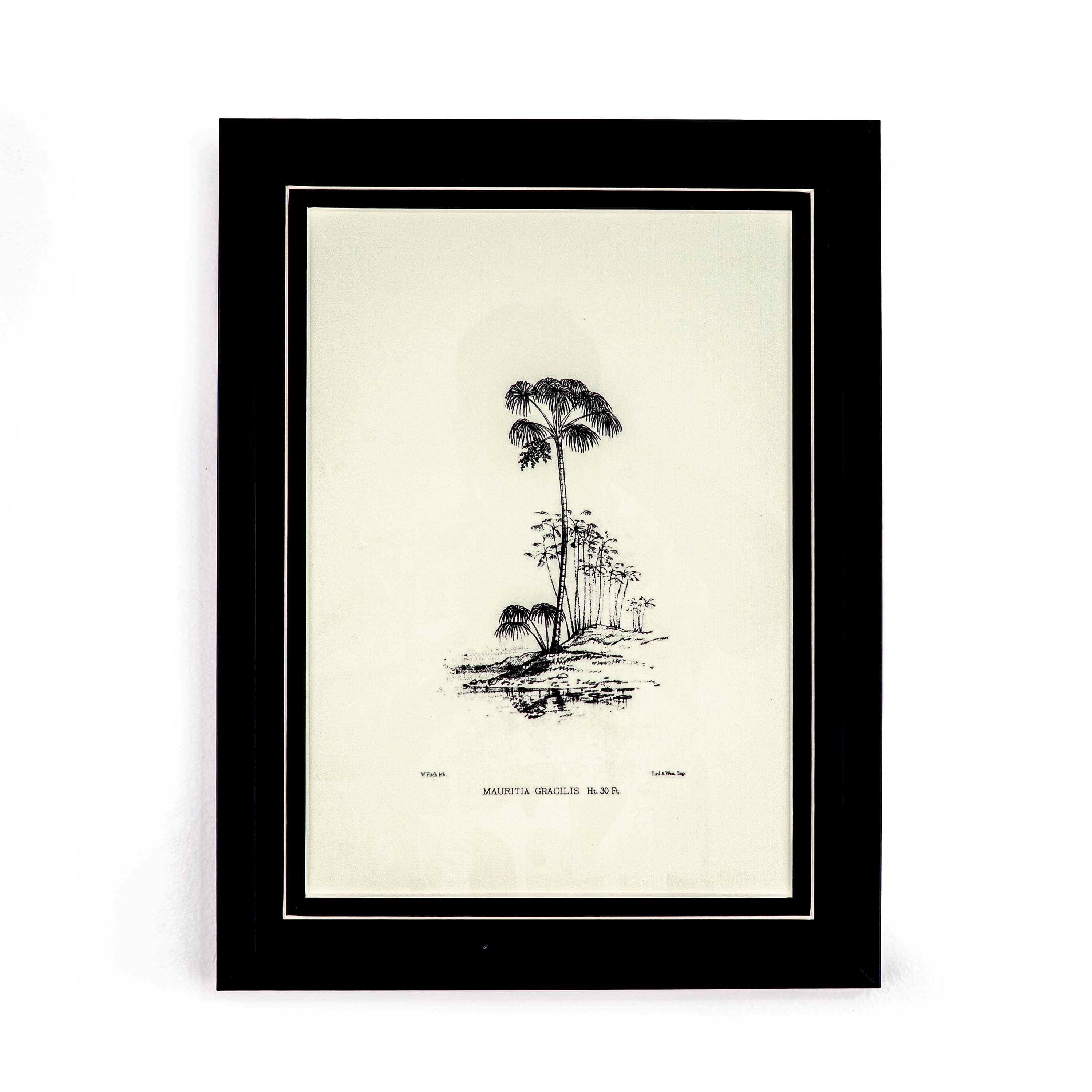 Tropical Print- Mauritia Gracilis Frame