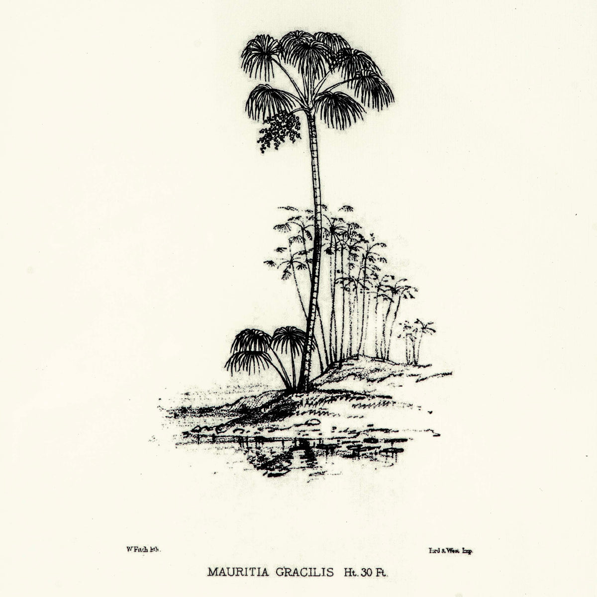 Tropical Print- Mauritia Gracilis Frame