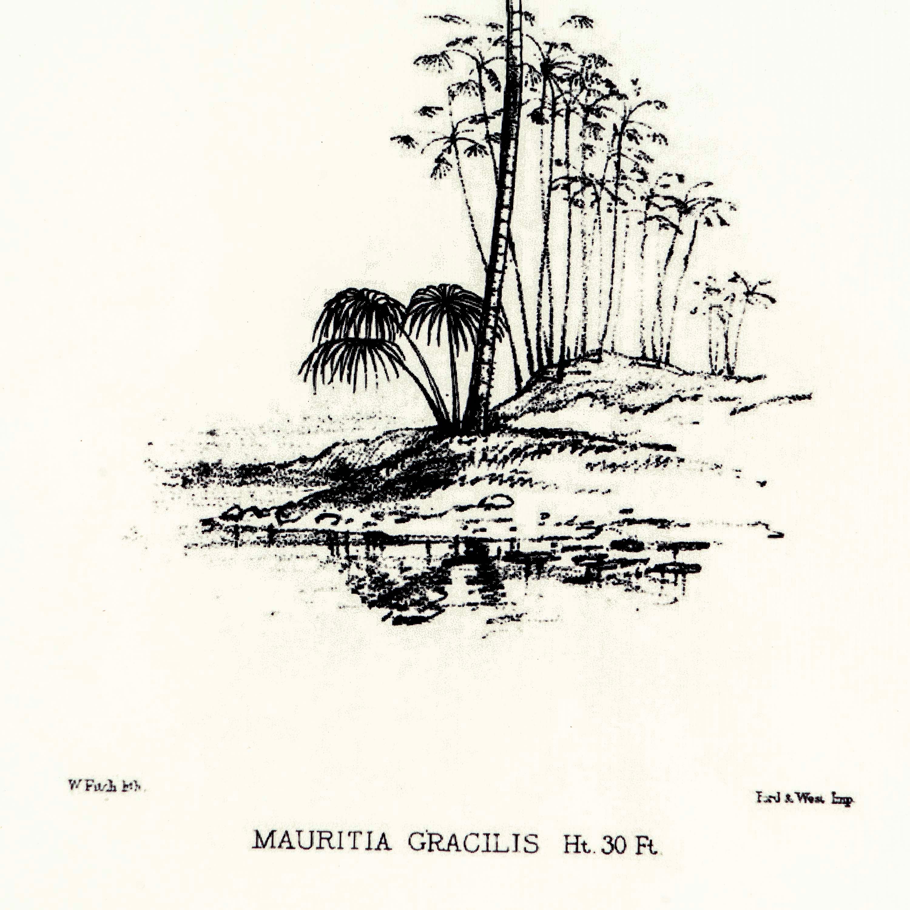 Tropical Print- Mauritia Gracilis Frame