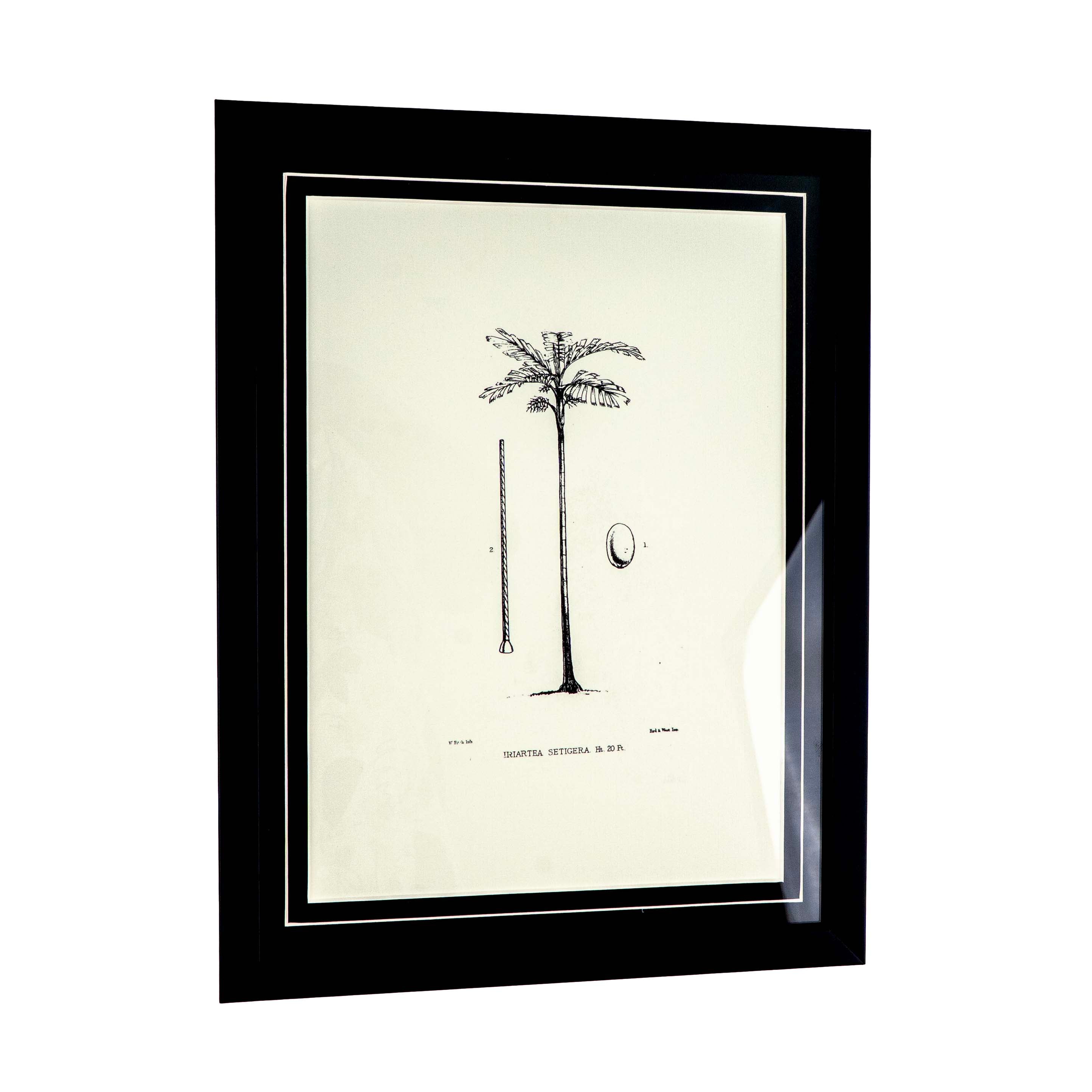 Tropical Print- Iriartea Setigera Frame