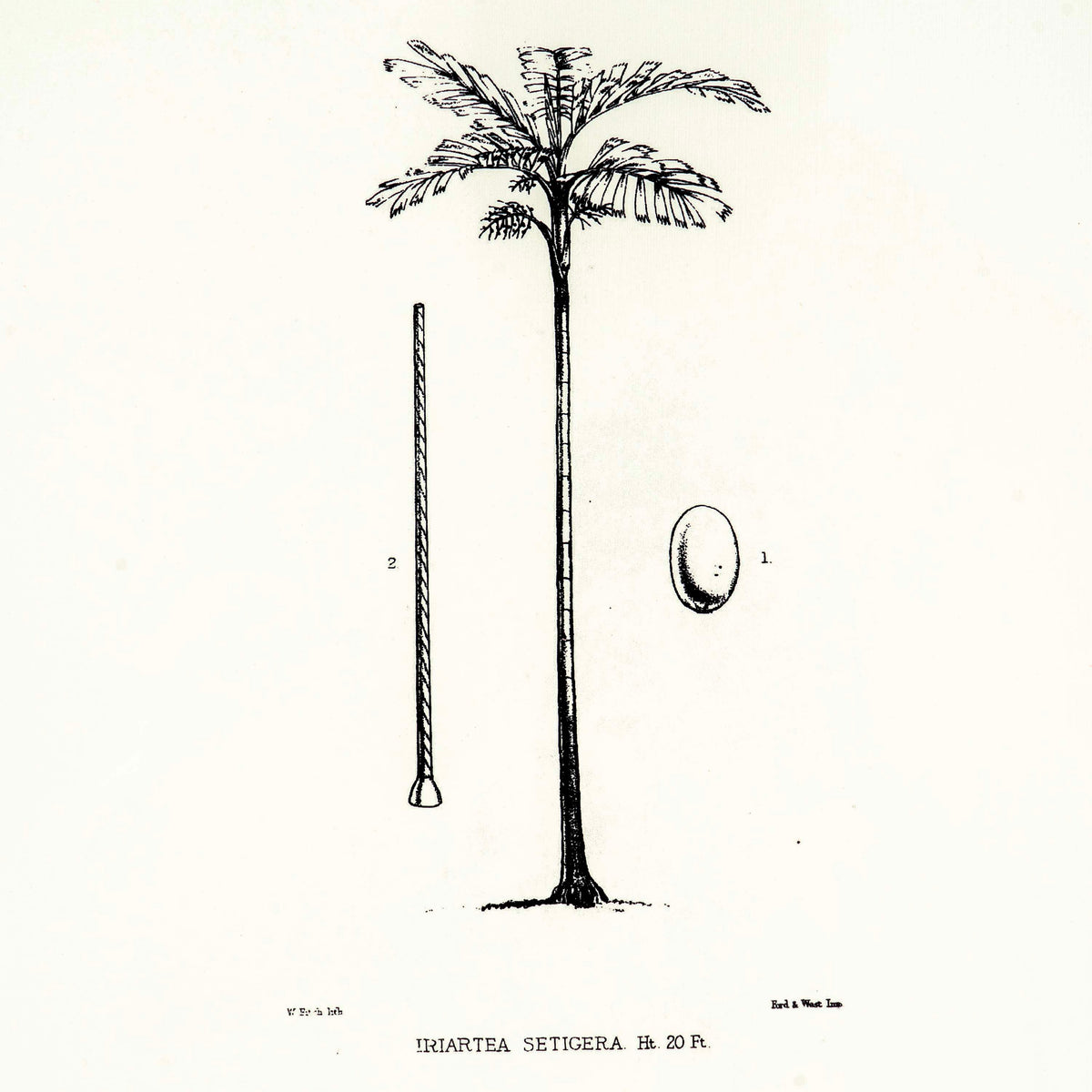 Tropical Print- Iriartea Setigera Frame