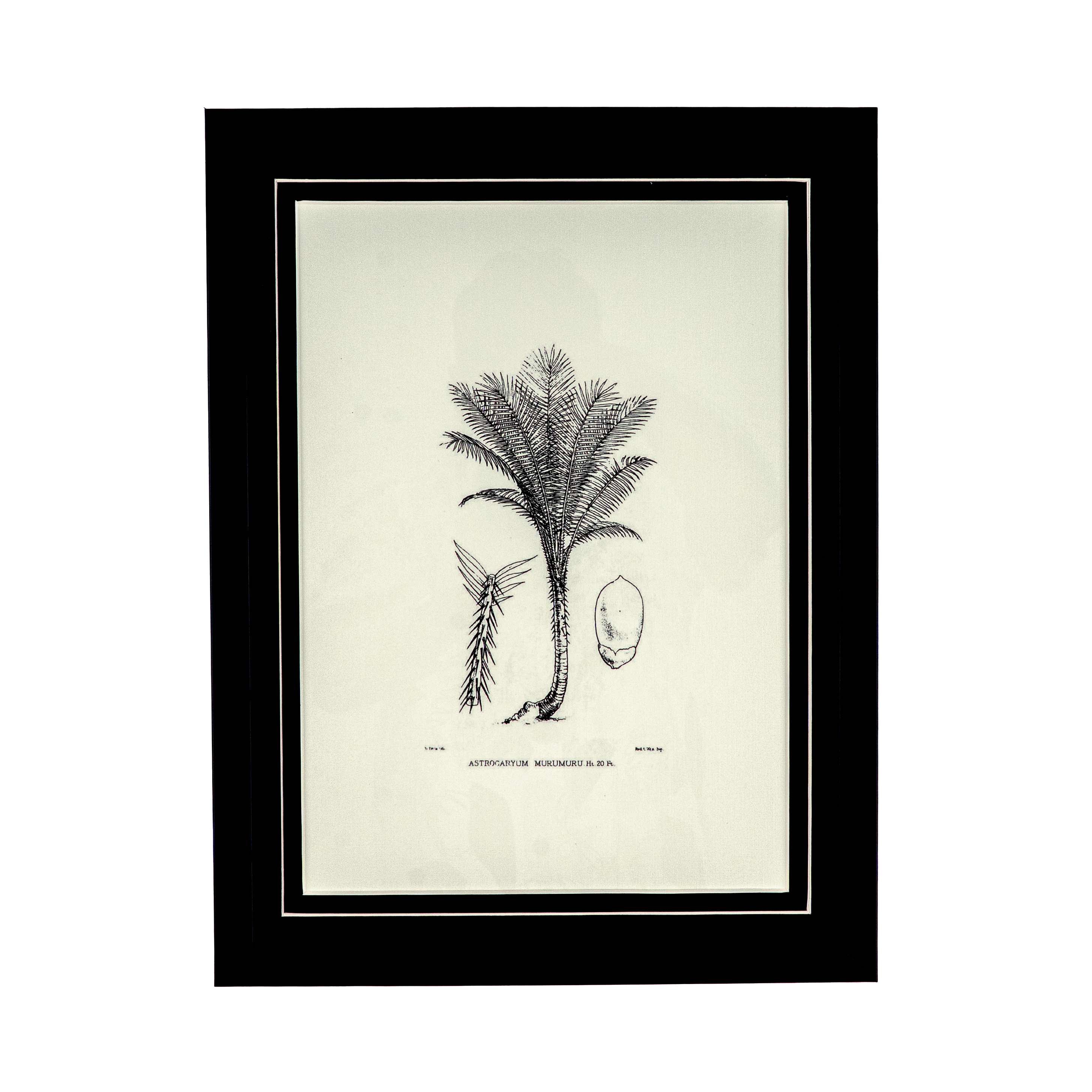 Tropical Print- Astrocaryum Murumuru Frame