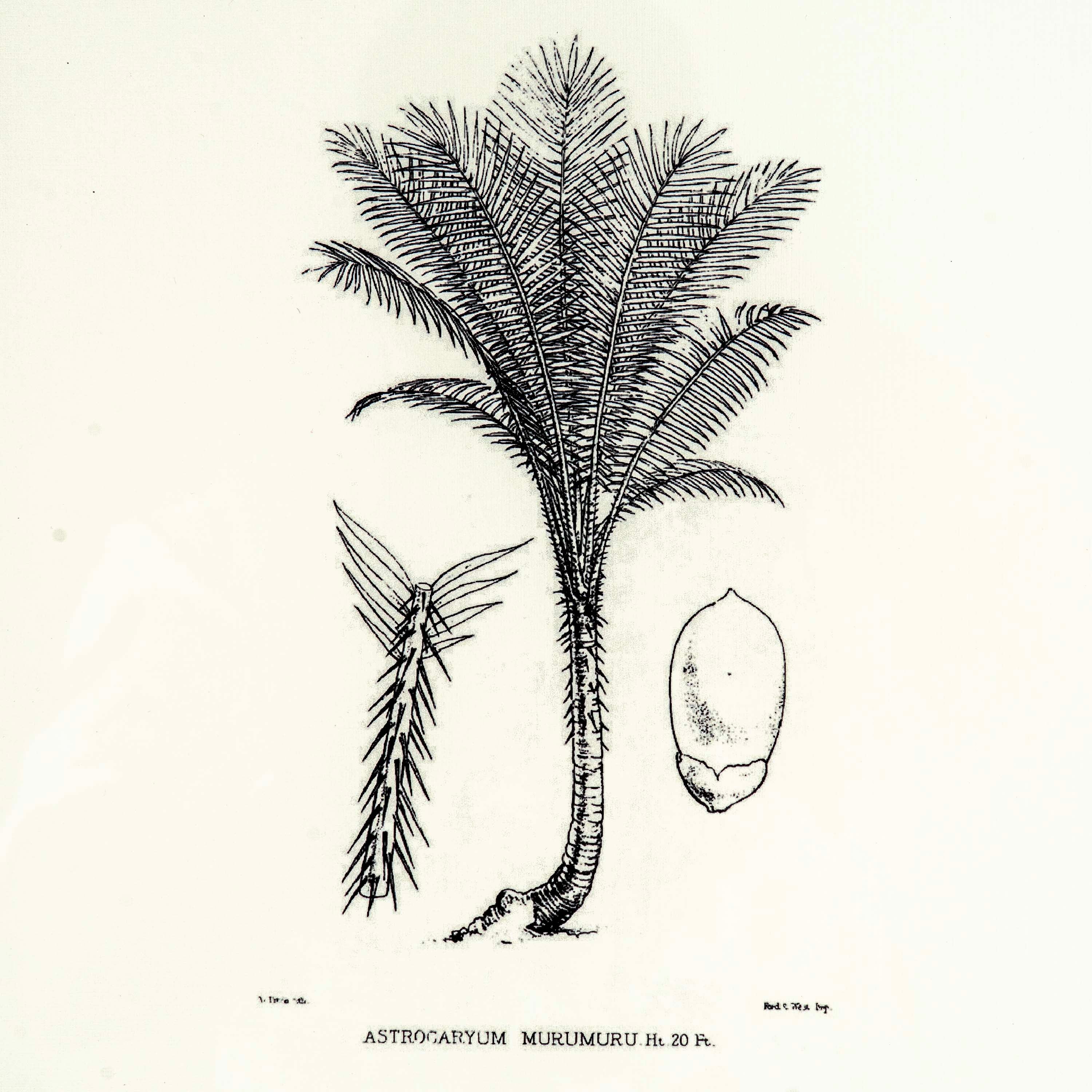 Tropical Print- Astrocaryum Murumuru Frame
