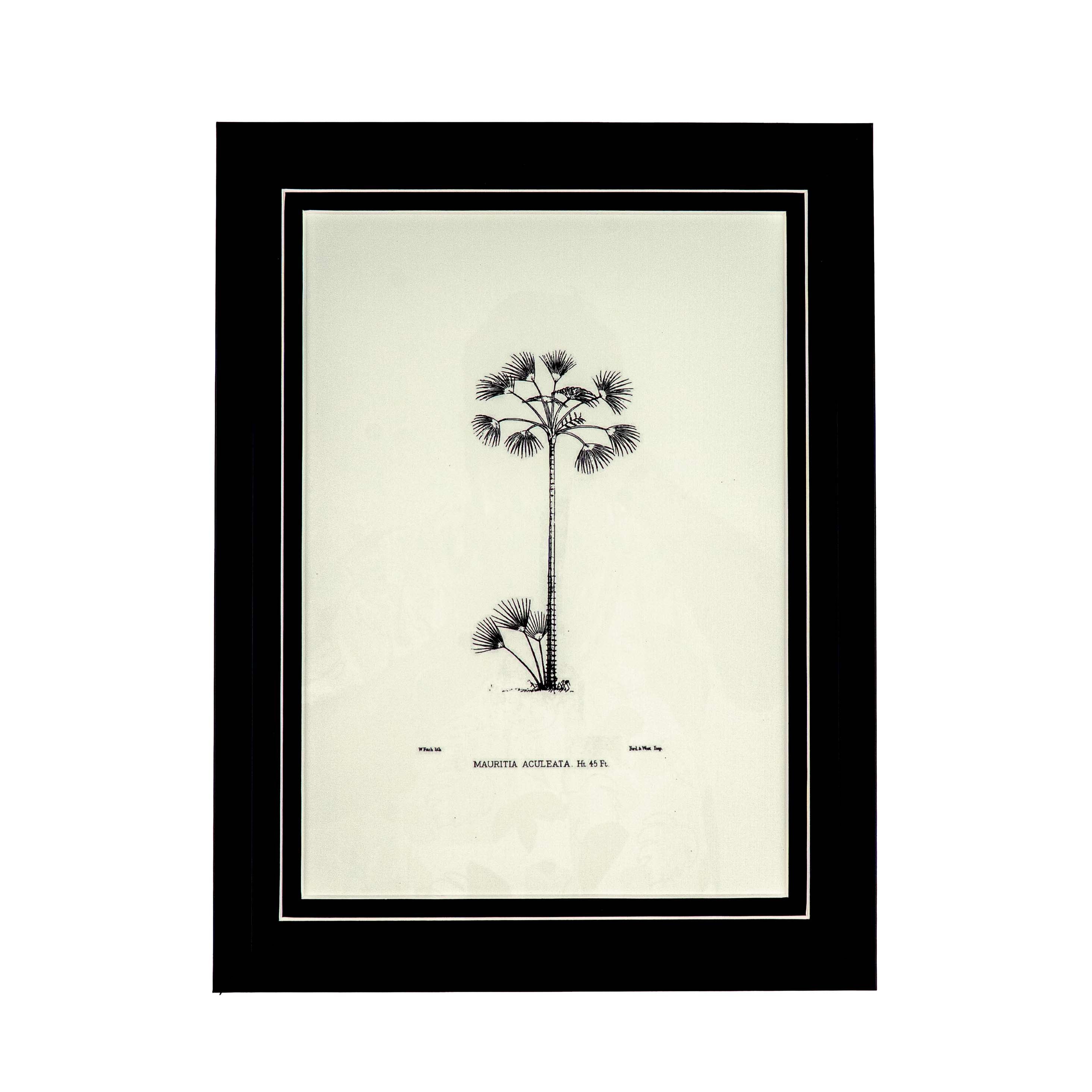 Tropical Print - Mauritia Aculeata Frame