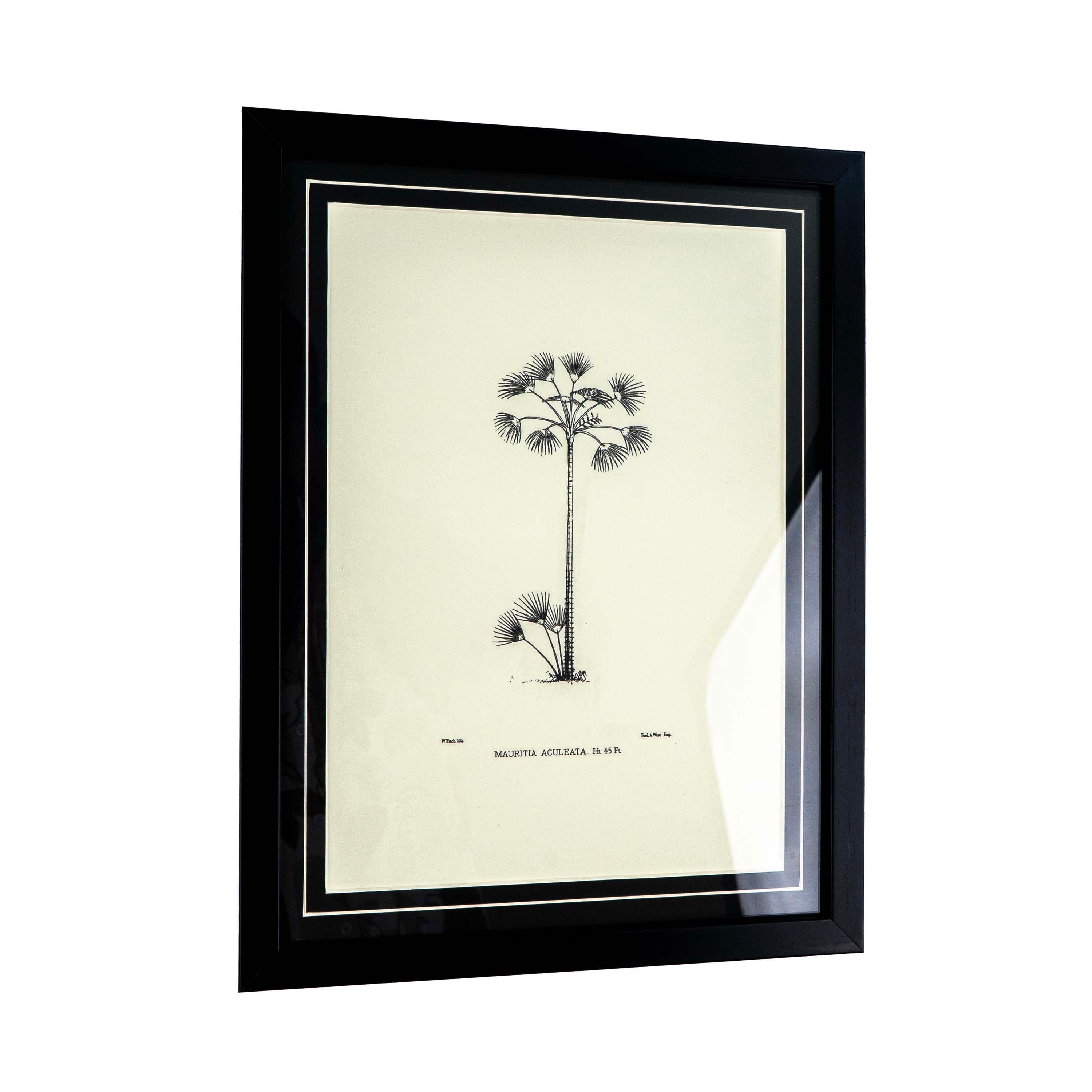 Tropical Print - Mauritia Aculeata Frame