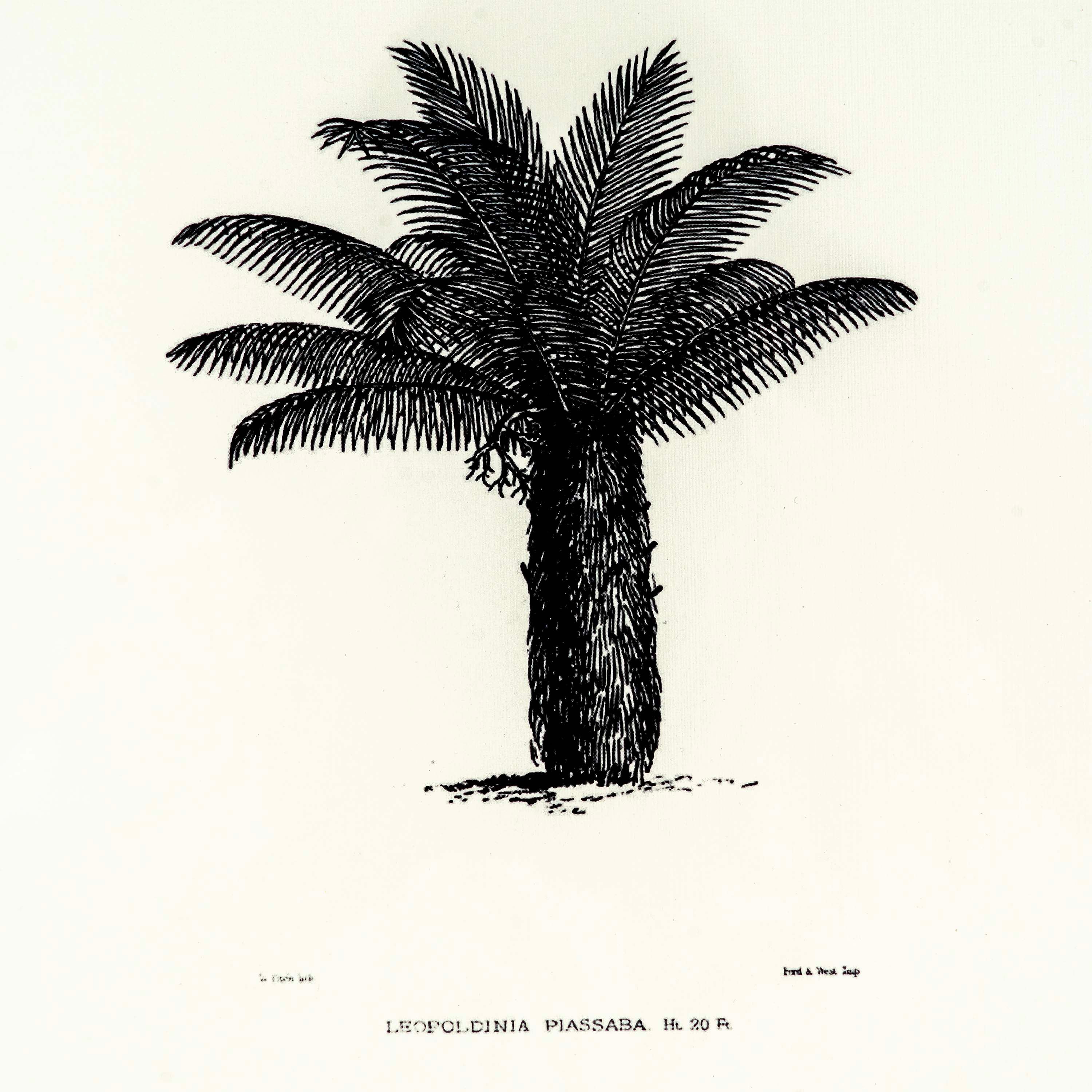 Tropical Print- Leopoldinia piassaba Frame
