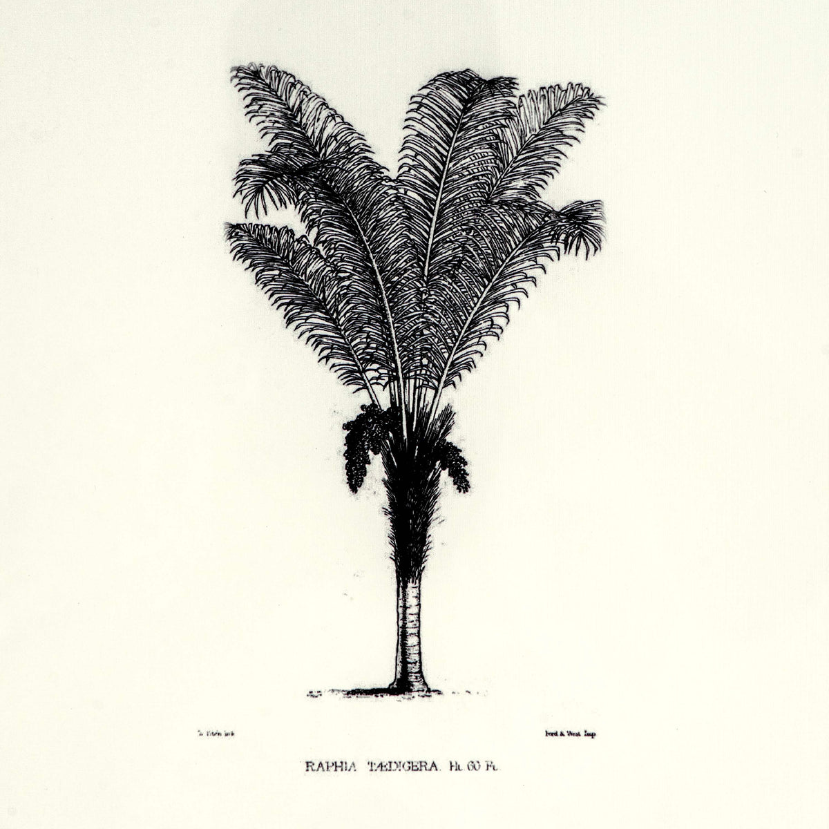Tropical Print- Raphia Taedigera Frame