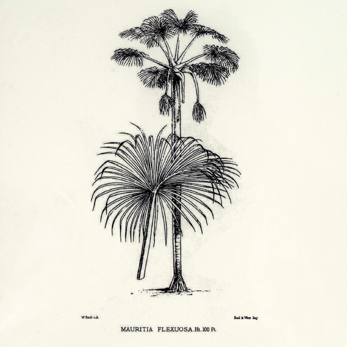 Tropical Print- Mauritia Flexuosa Frame