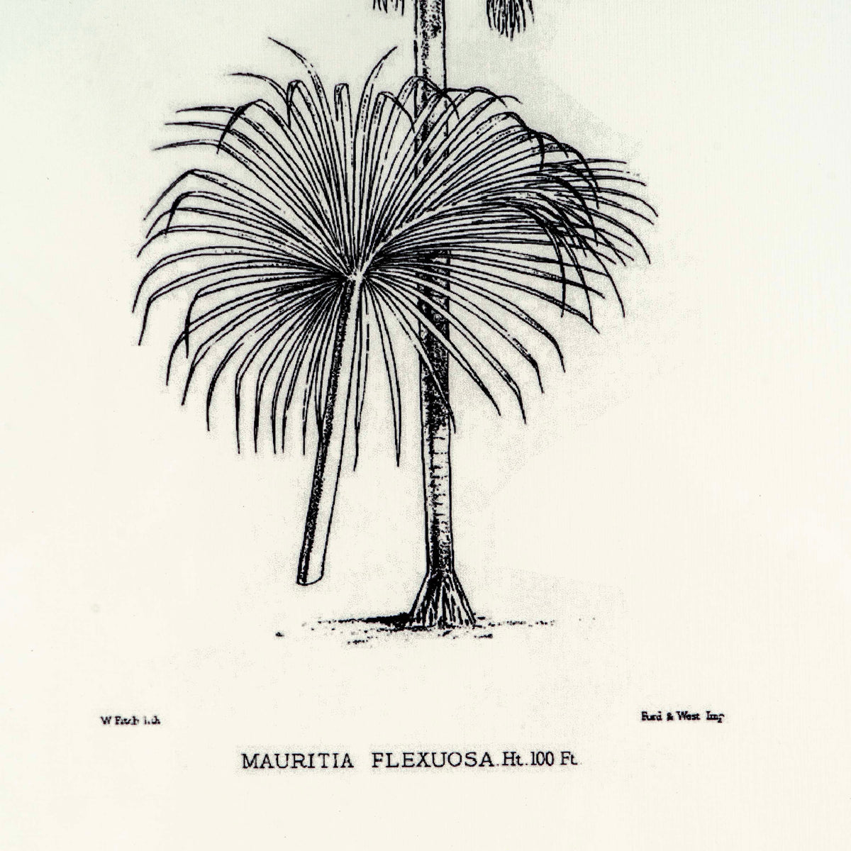 Tropical Print- Mauritia Flexuosa Frame