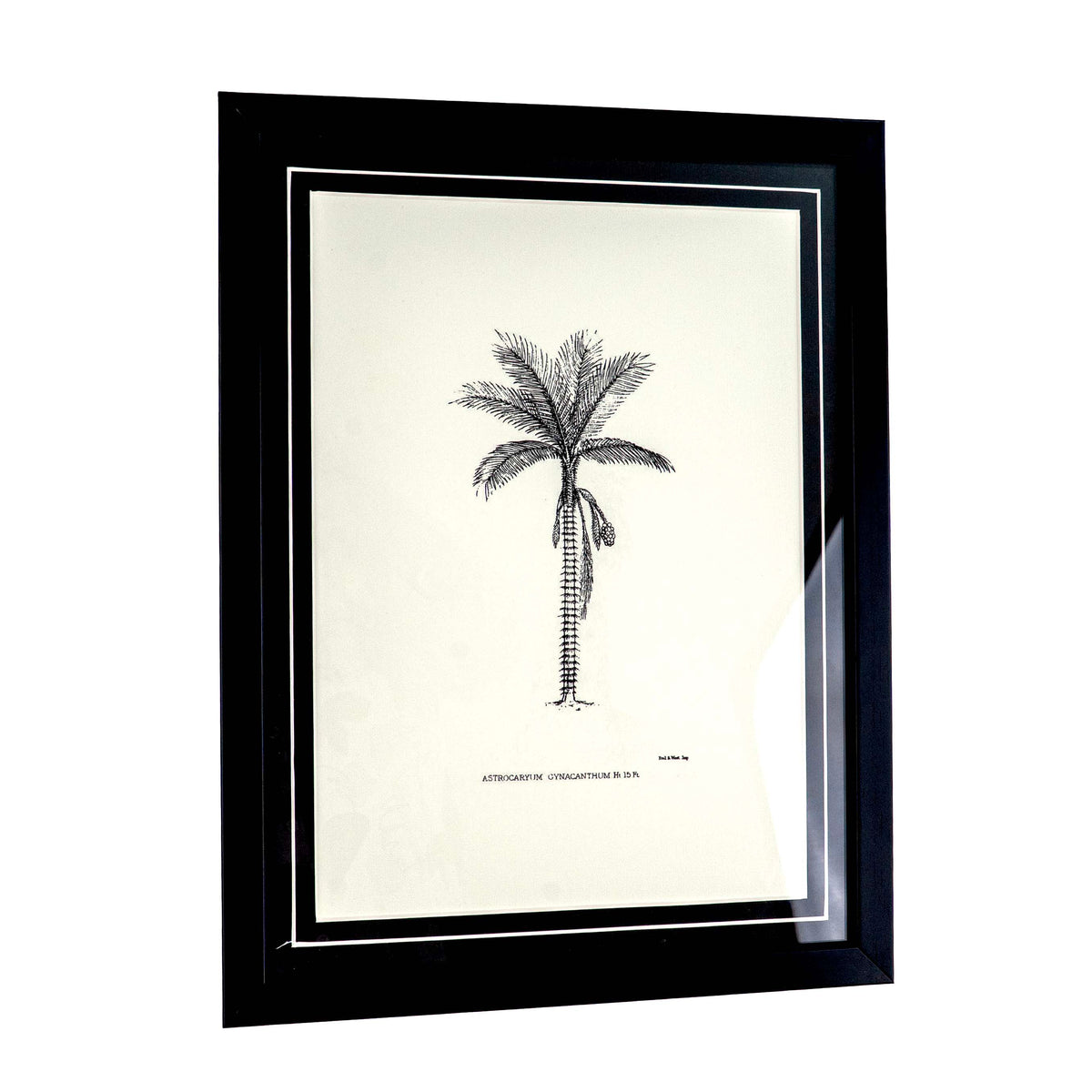 Tropical Print- Astrocaryum Frame