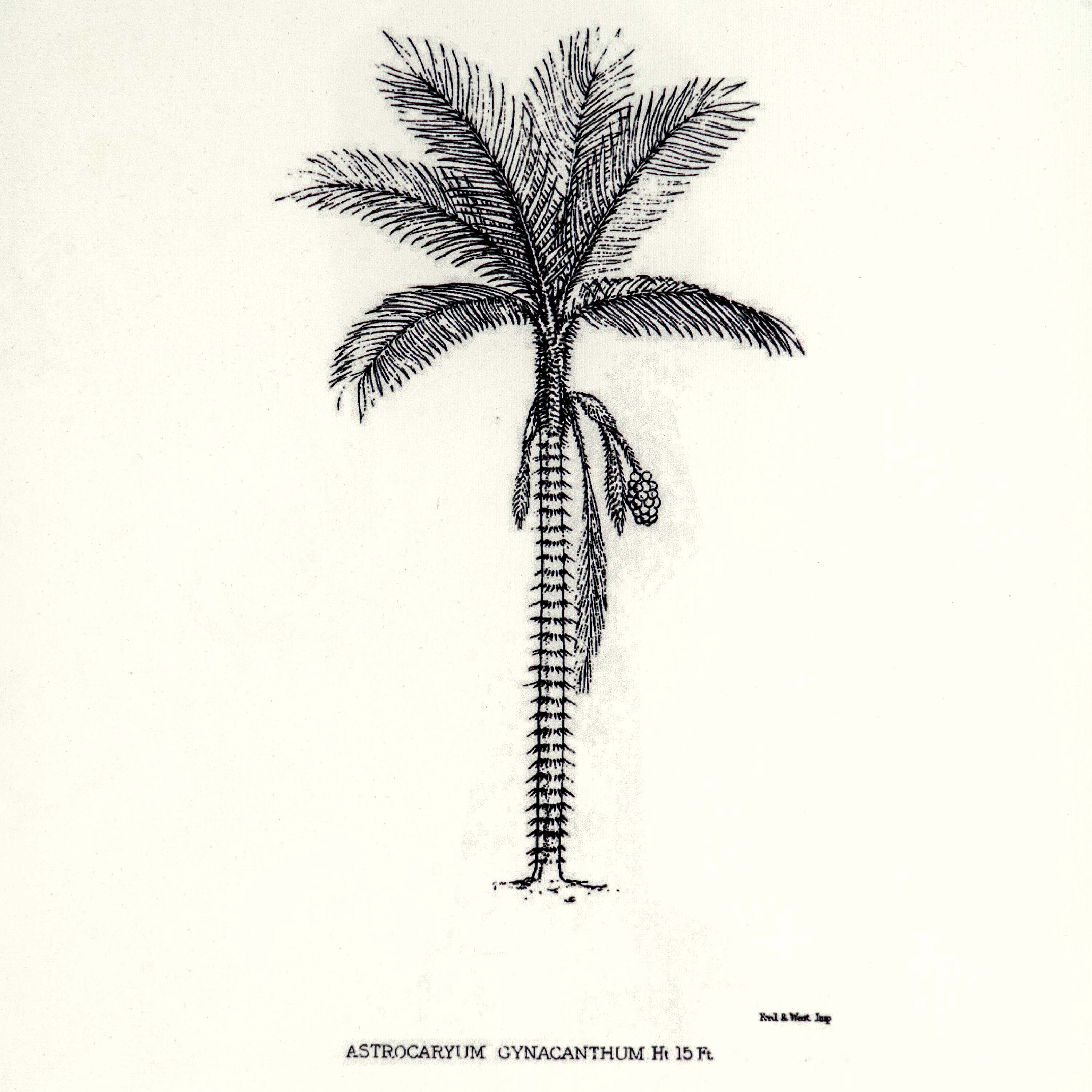 Tropical Print- Astrocaryum Frame