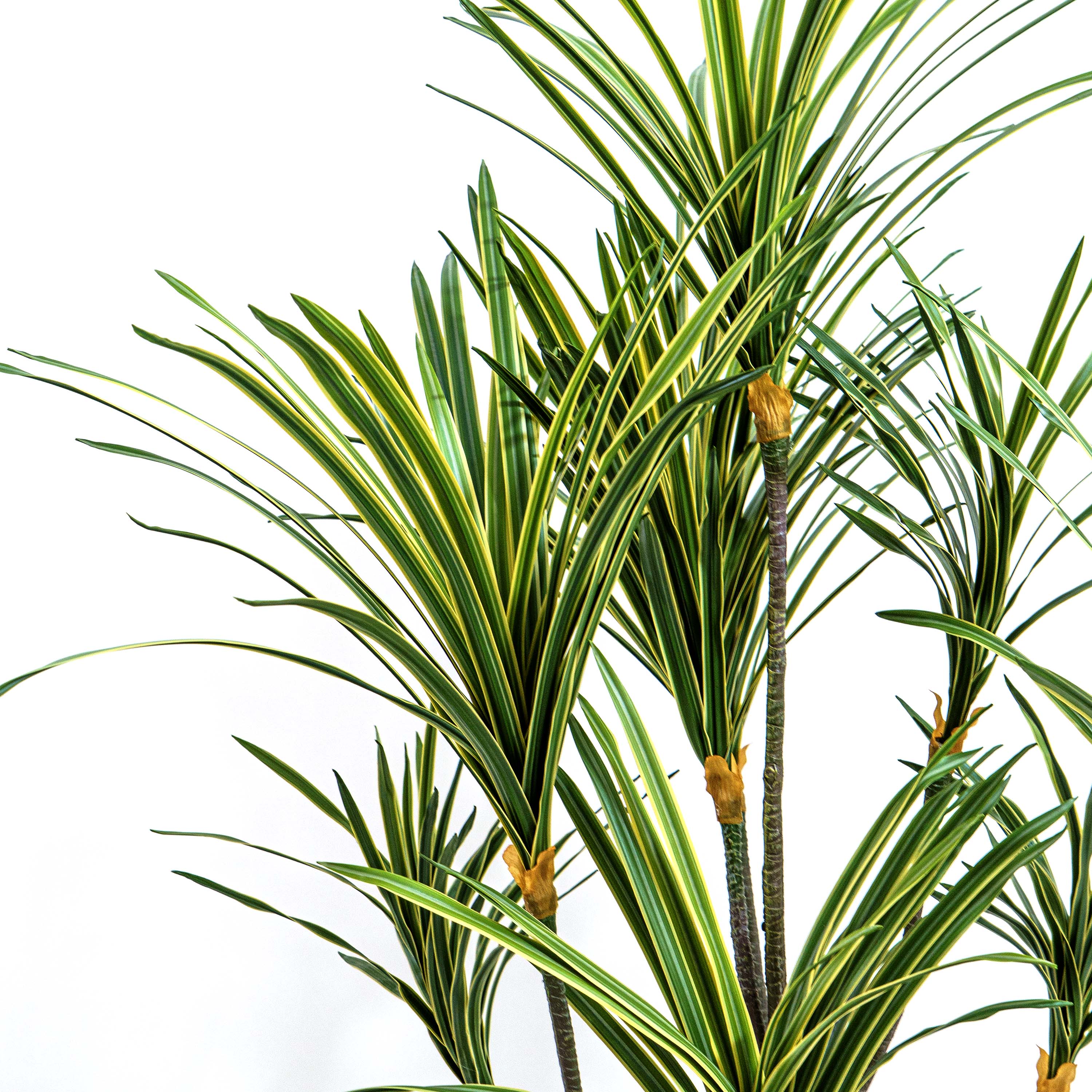 Faux Zebra Crest Dracaena Mirage