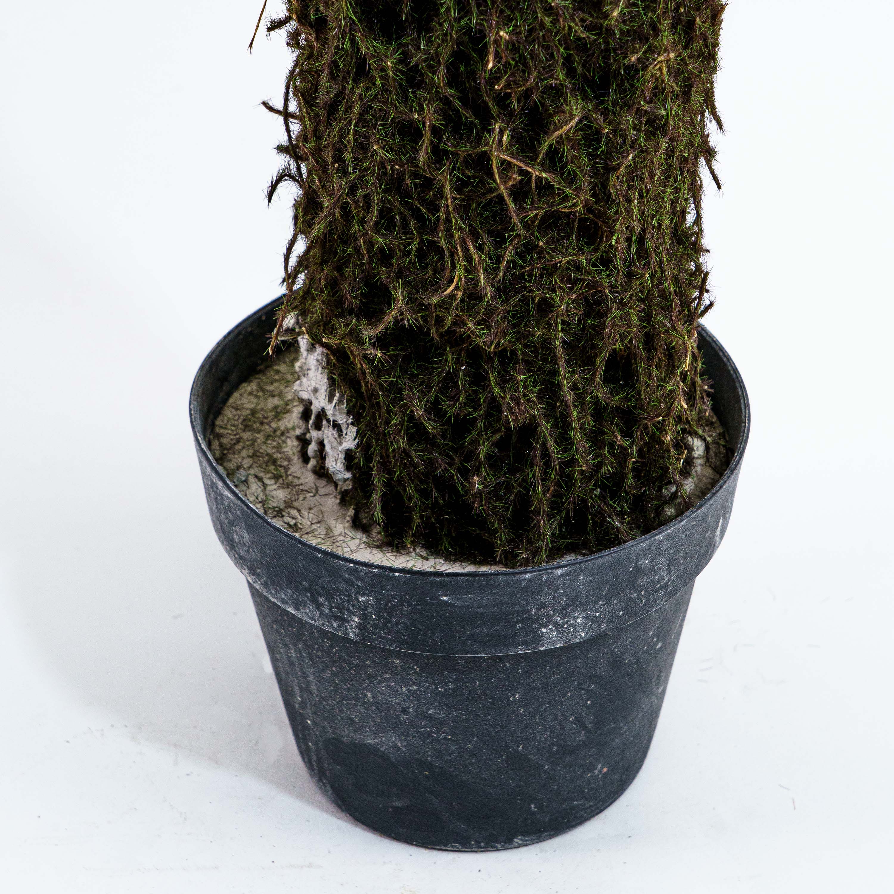 Faux Jungle Crown Cycad Regal