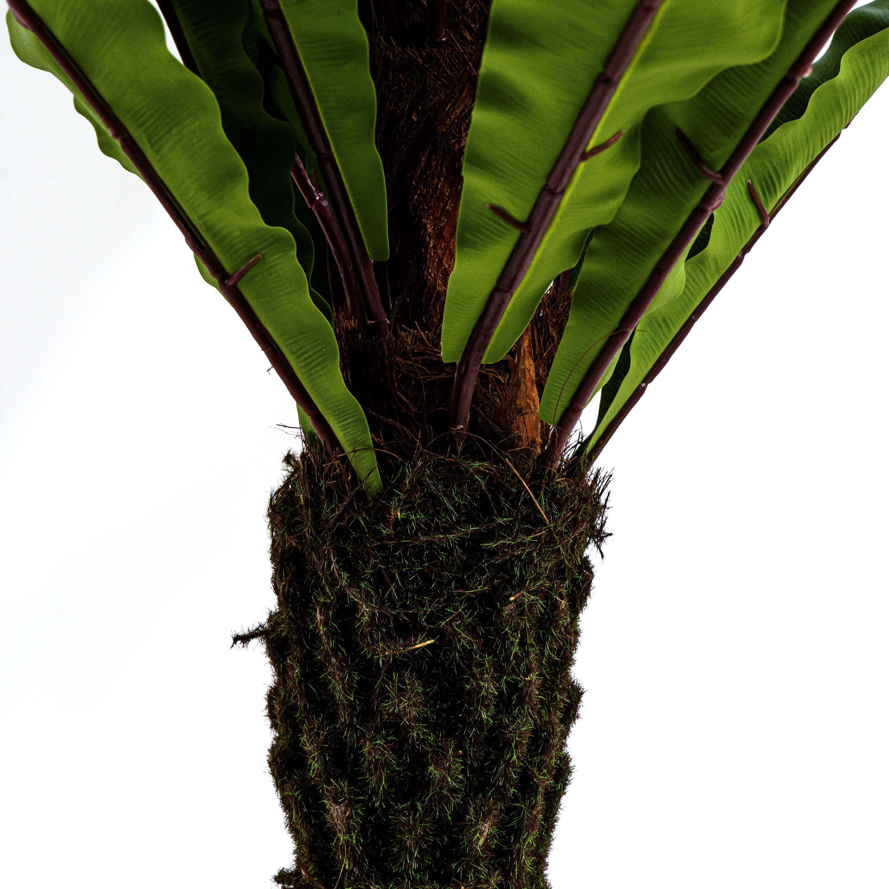 Faux Jungle Crown Cycad Regal