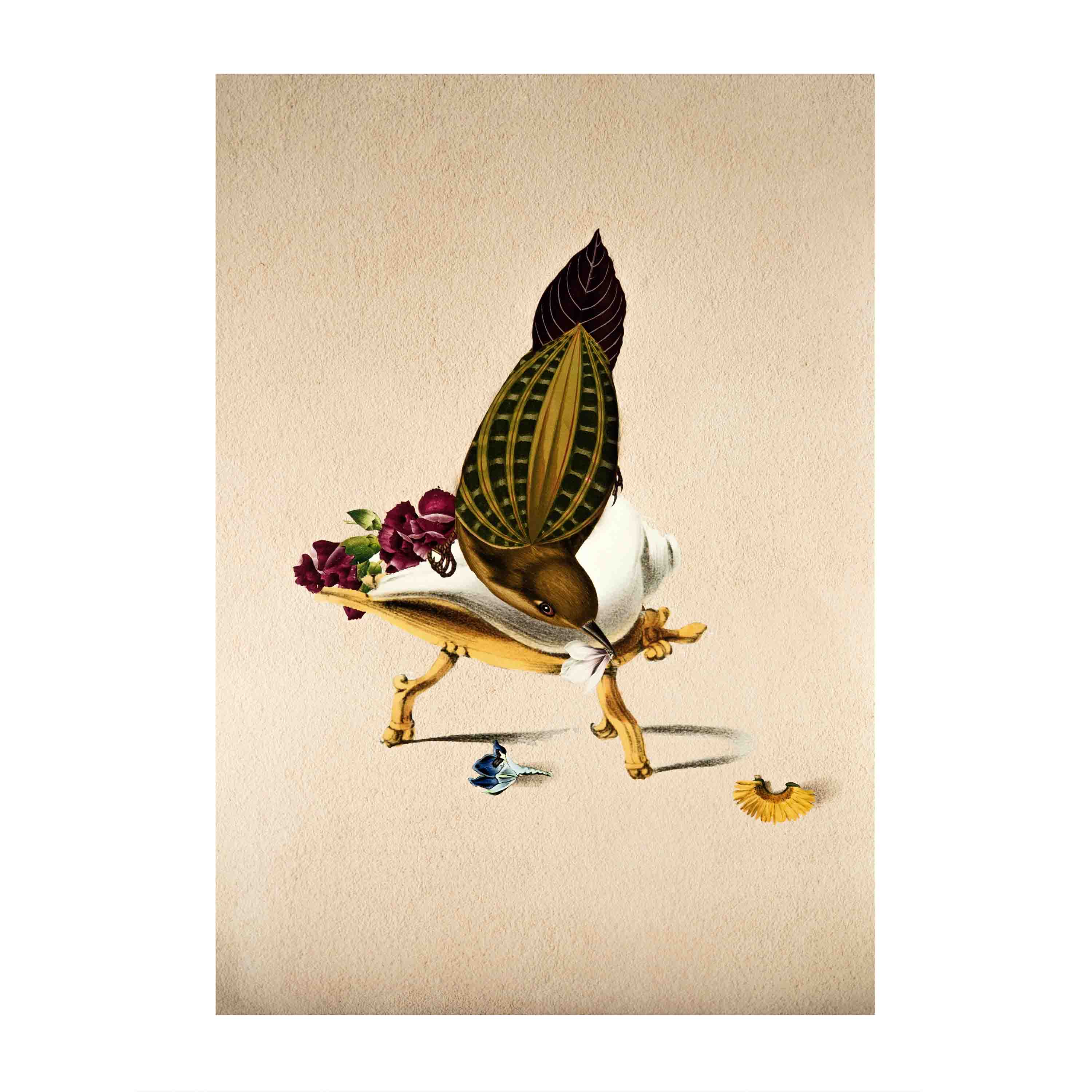 Finch Bird Poster A2