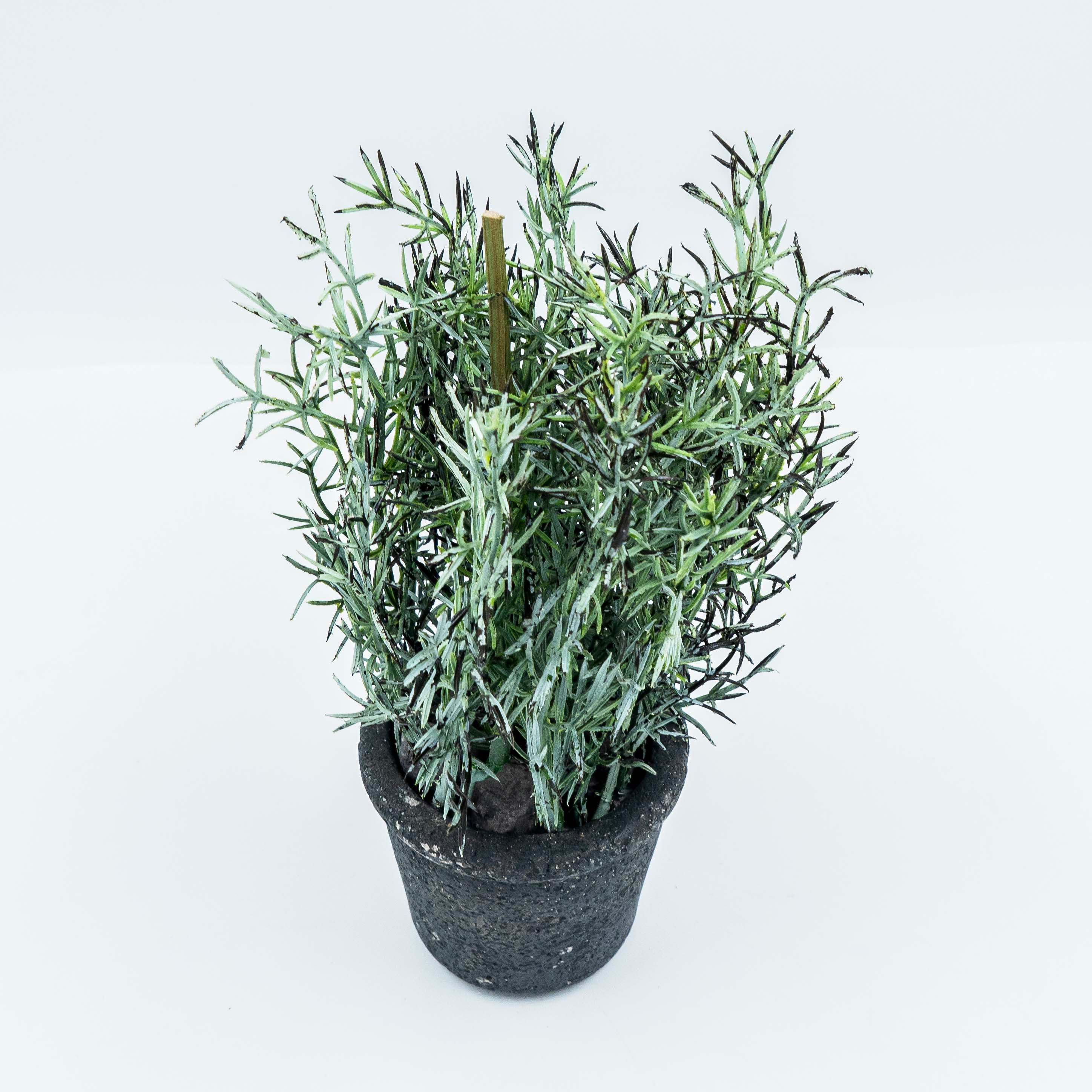 Plant with Pot