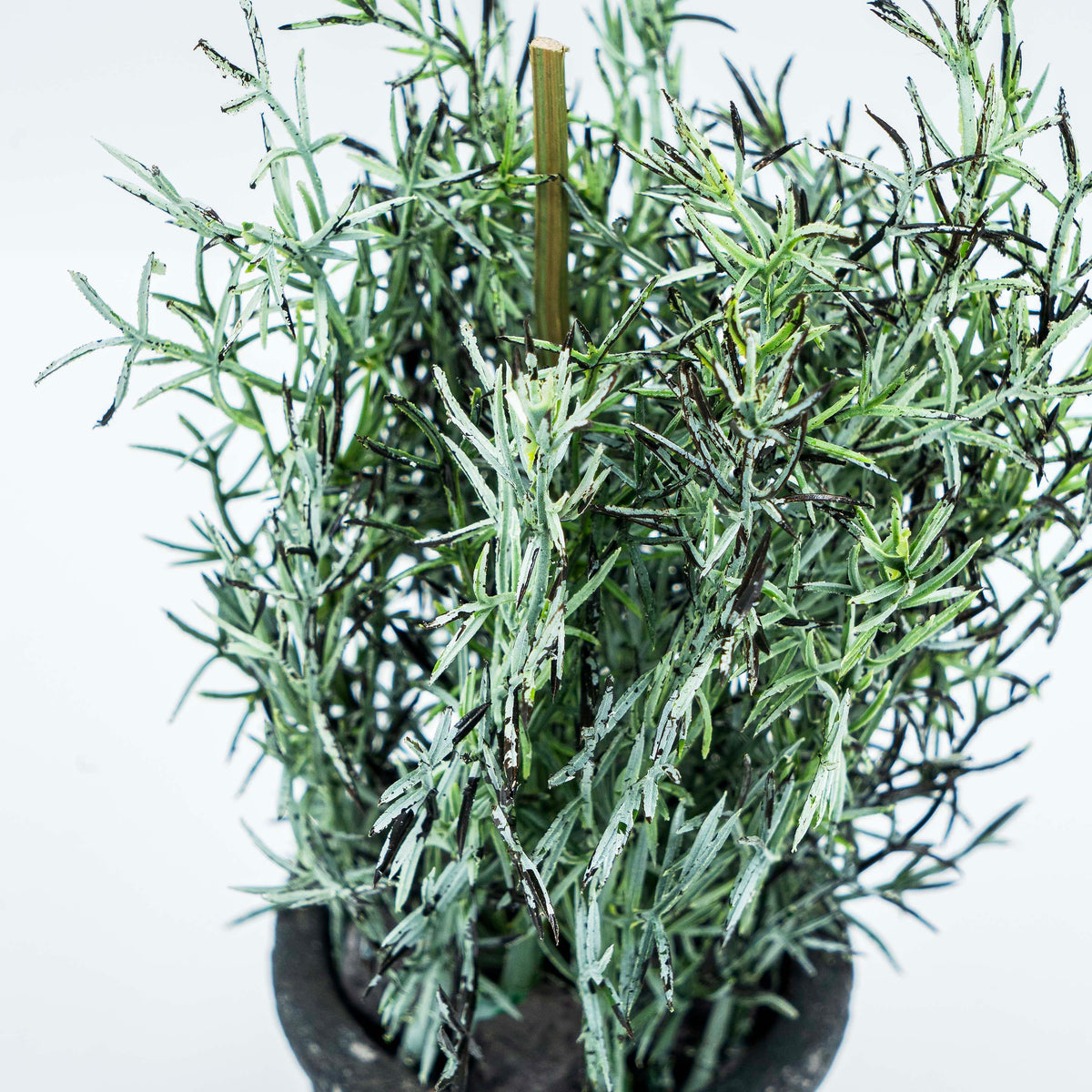 Plant with Pot