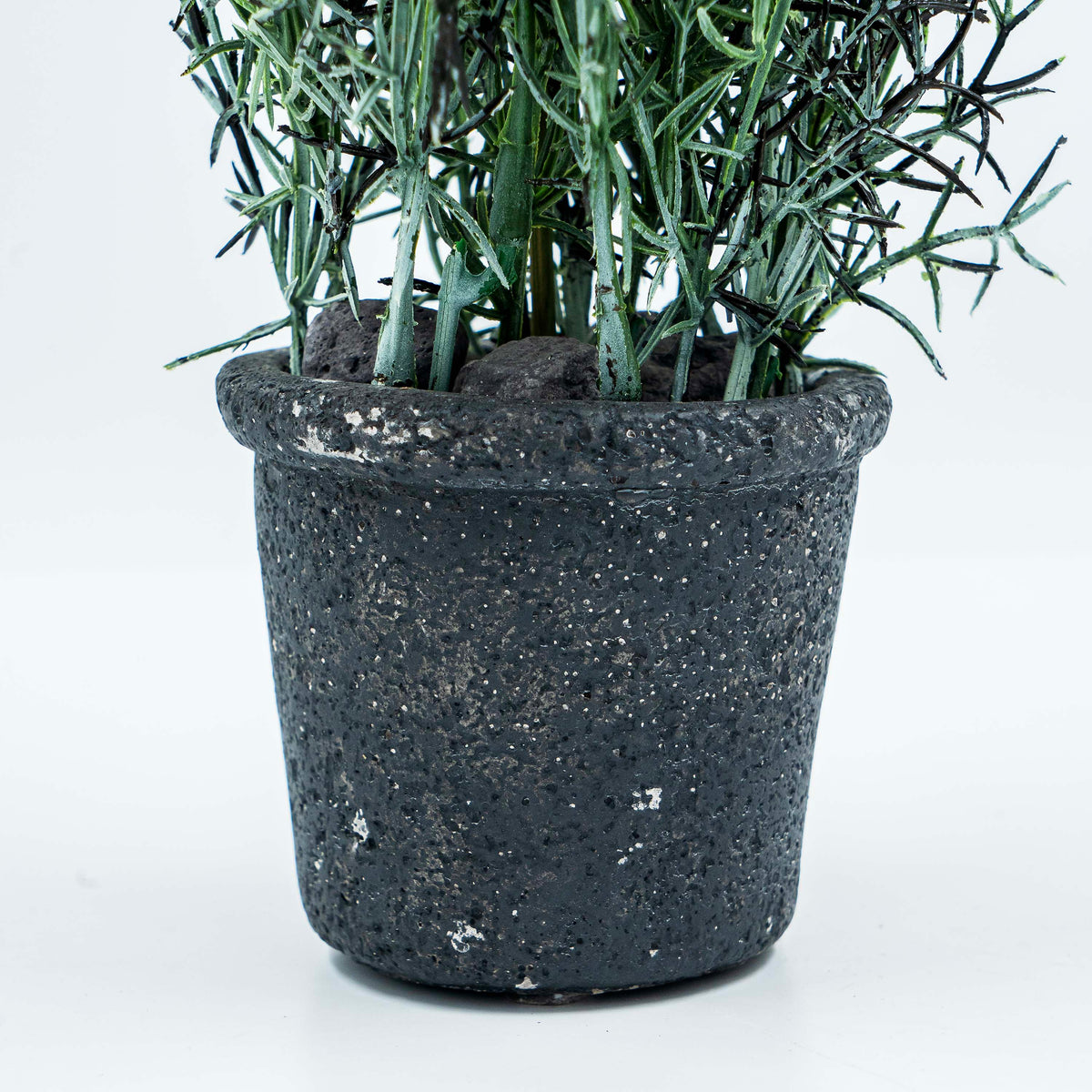 Plant with Pot