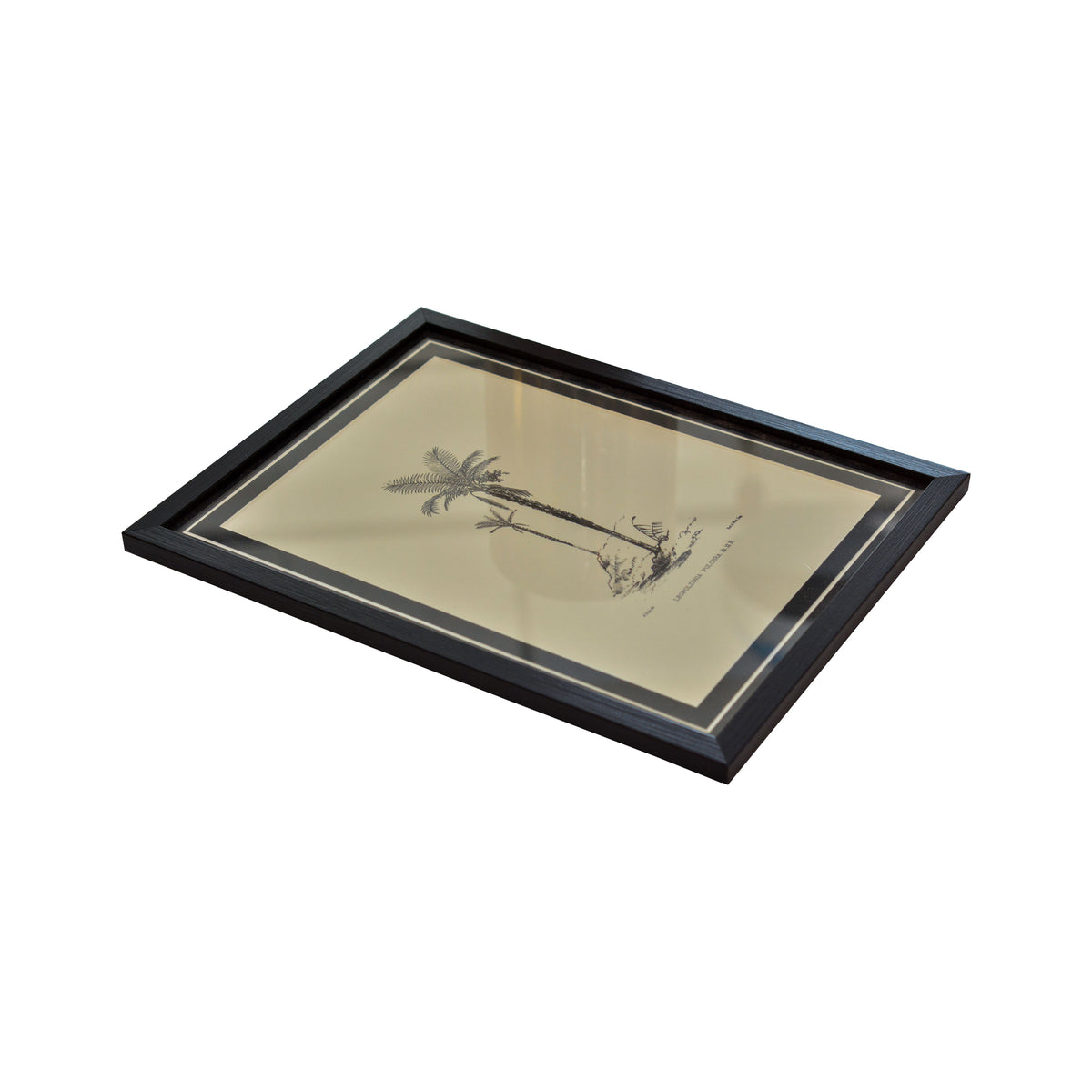 Tropical Print- Leopoldinia Pulchra Frame