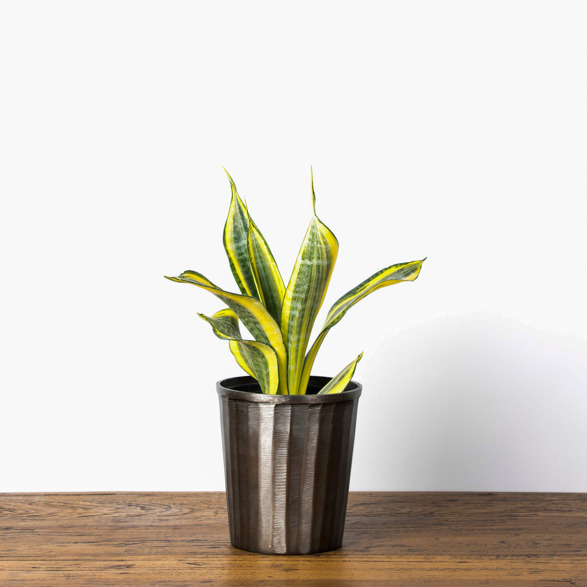 Mode planter in smoke gold