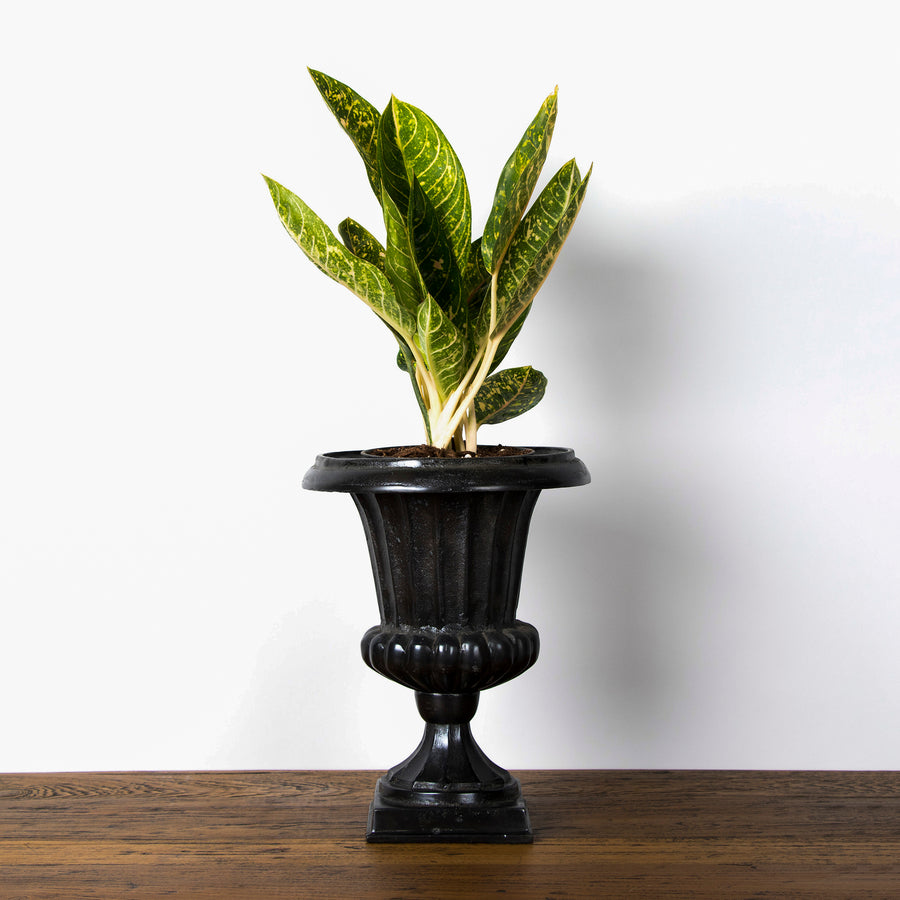Carbon planter