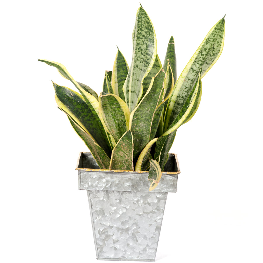 Square Planter with Brass Border