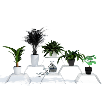 Small Grandis (Set of 6)