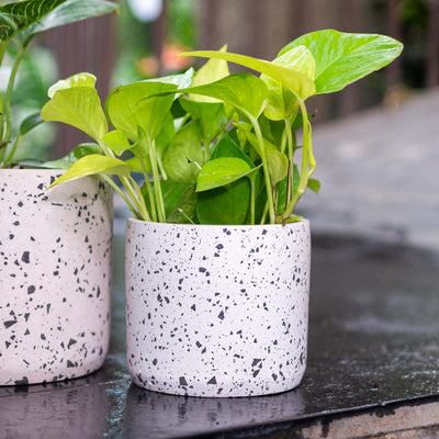 Black Cylinder Terrazzo Planter