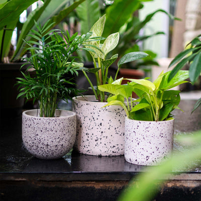 Black Cylinder Terrazzo Planter