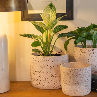 Brown Cylinder Terrazzo Planter