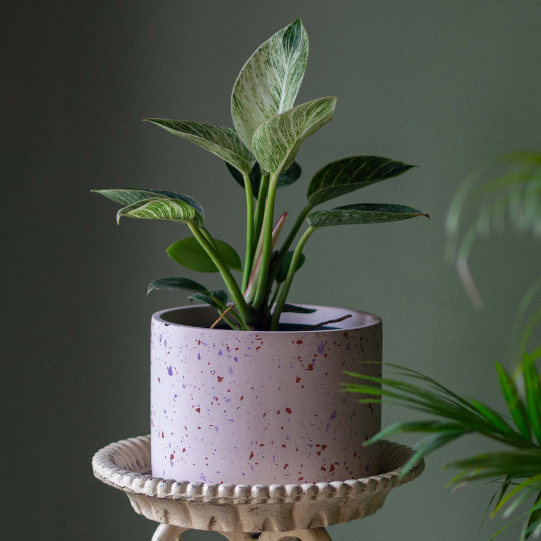 Orange Cylinder Terrazzo Planter