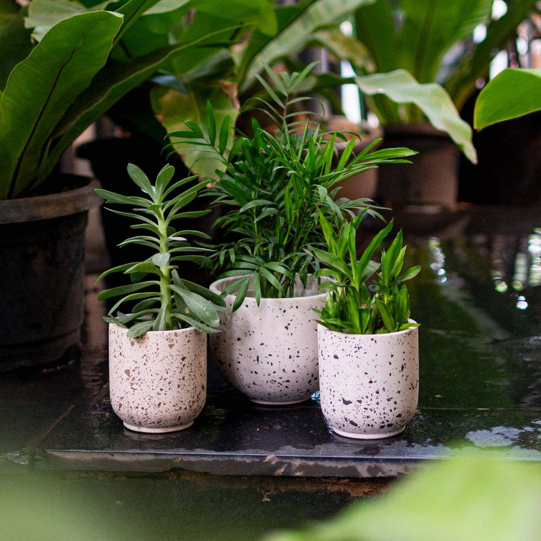 Black Eggshell Terrazzo Planter