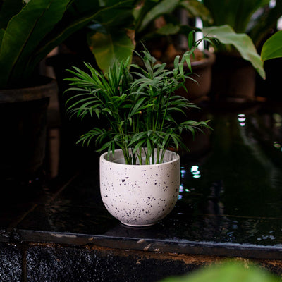 Black Eggshell Terrazzo Planter