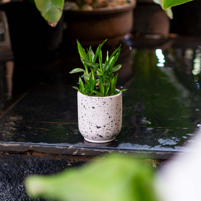 Black Tamago Terrazzo Planter