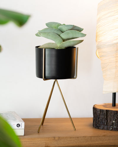 Black planter with golden stand