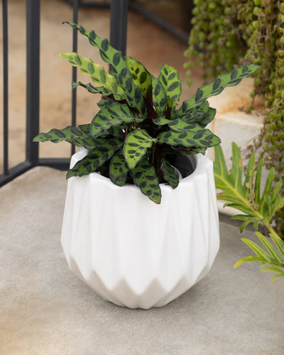 Precious Horcrux White Planter